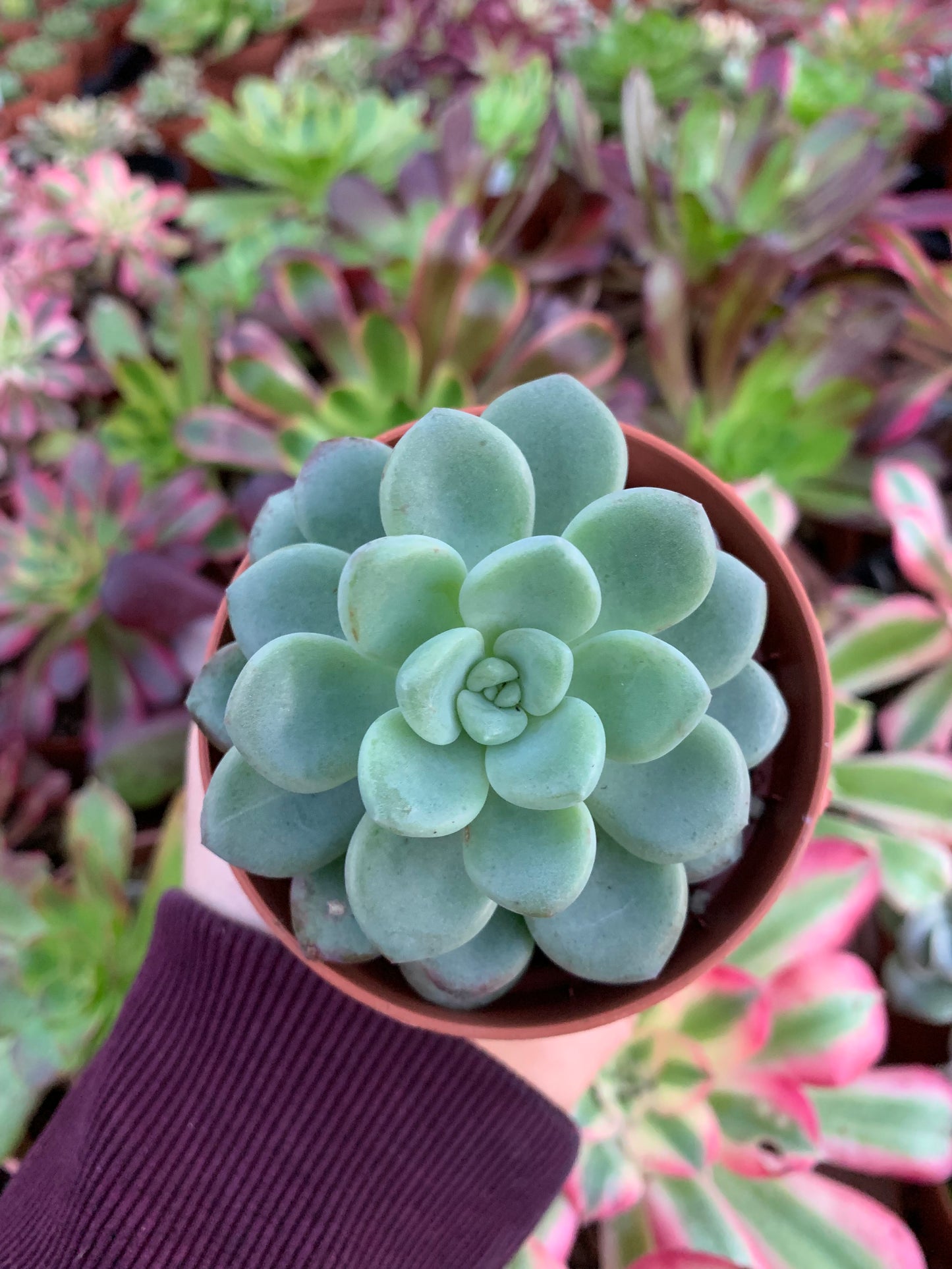 Echeveria "Spotted deer"