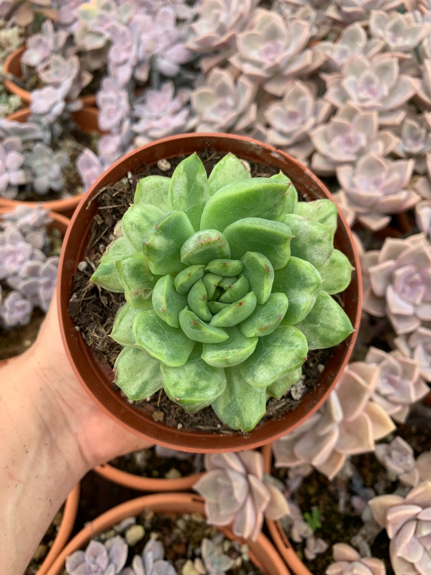 Echeveria "Ice Angel" variegada
