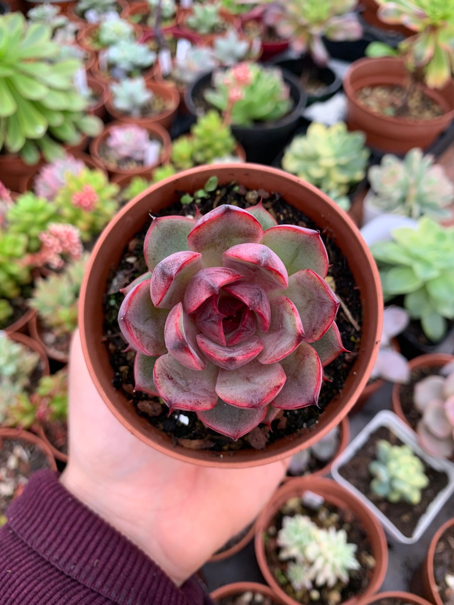 Aeonium "kilimanjaro" variegado