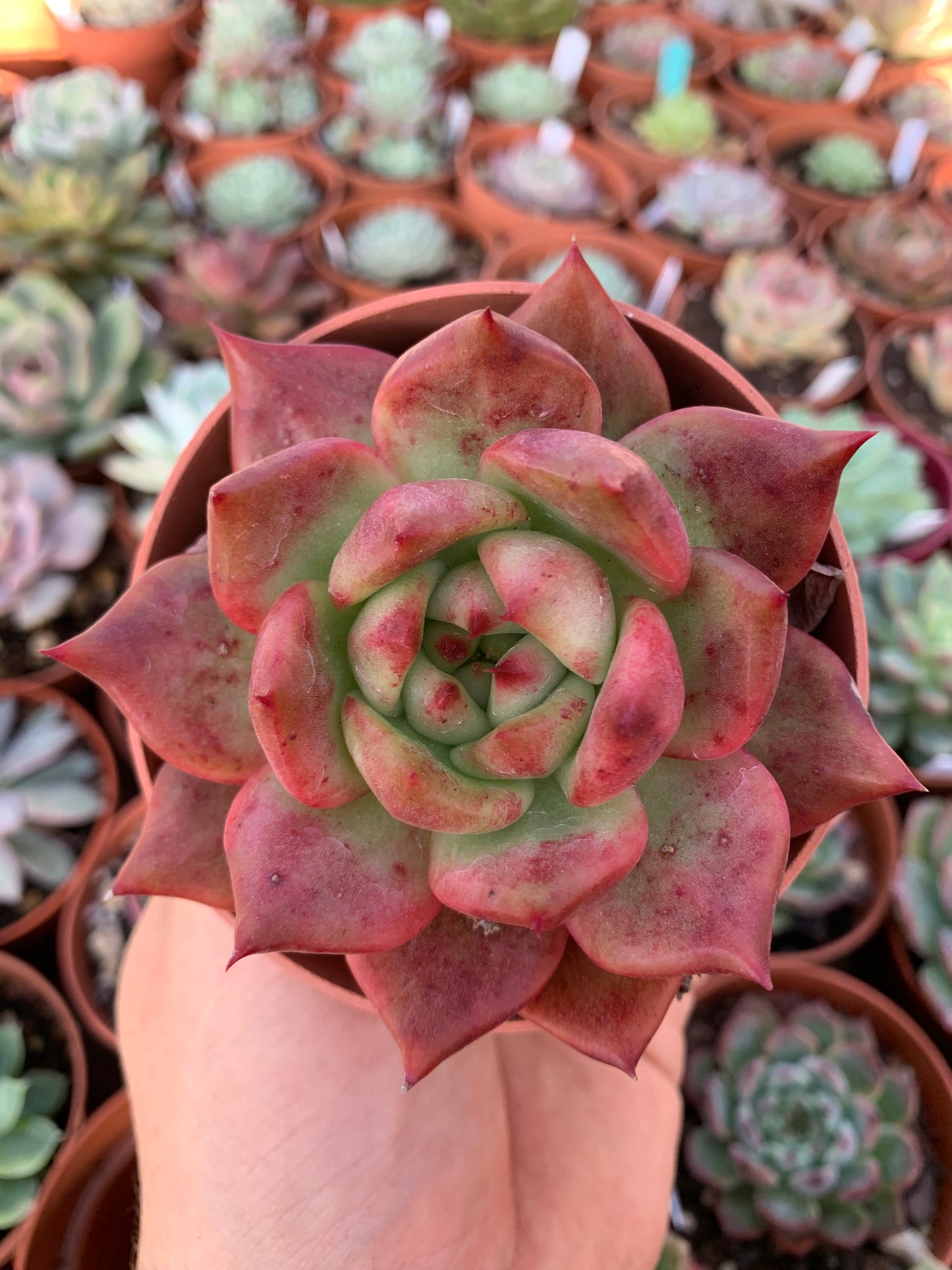 Echeveria "Red Diamond" Korean