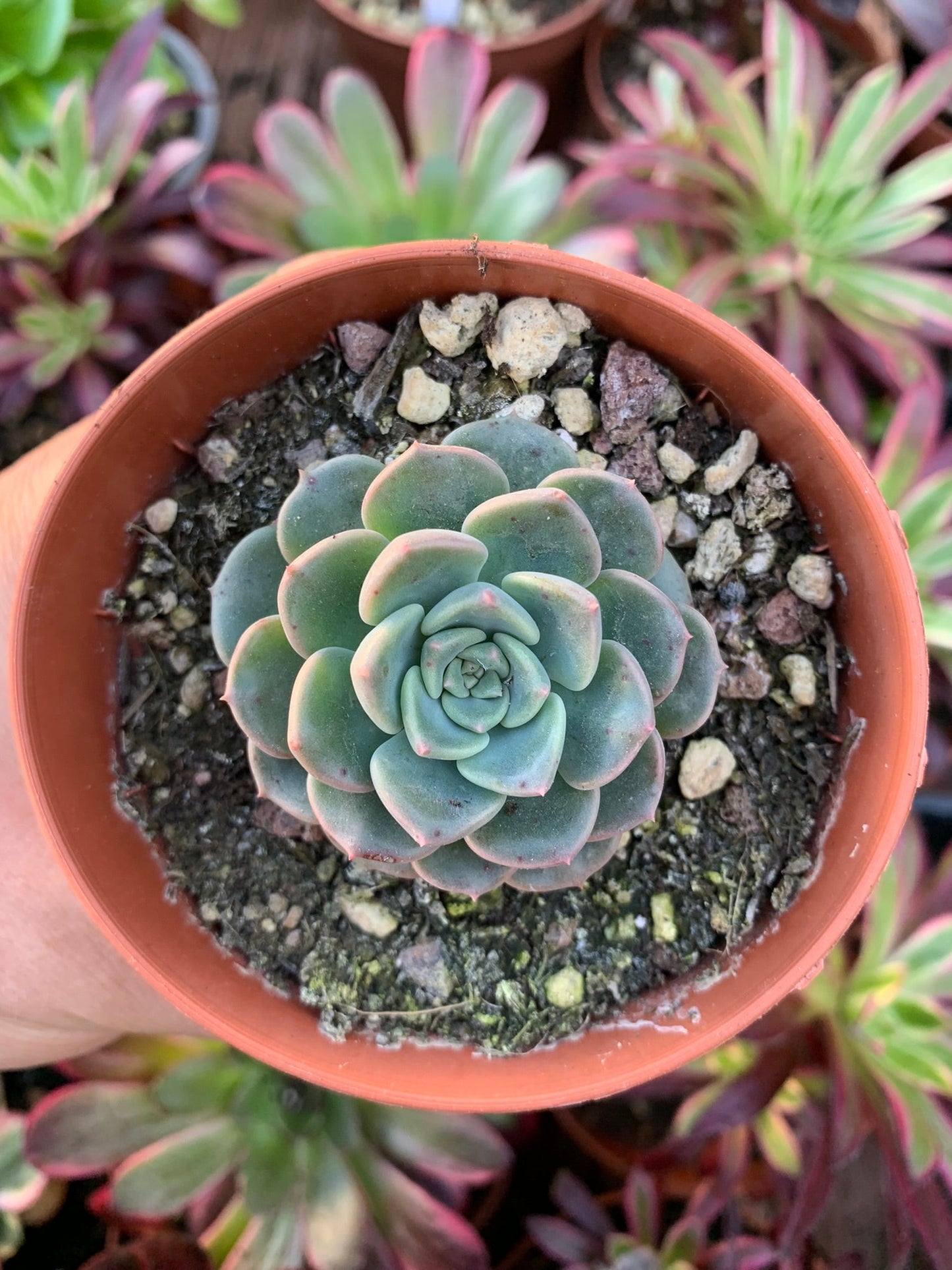 Graptoveria "Tinkerbell" Korean by Chang Won farm