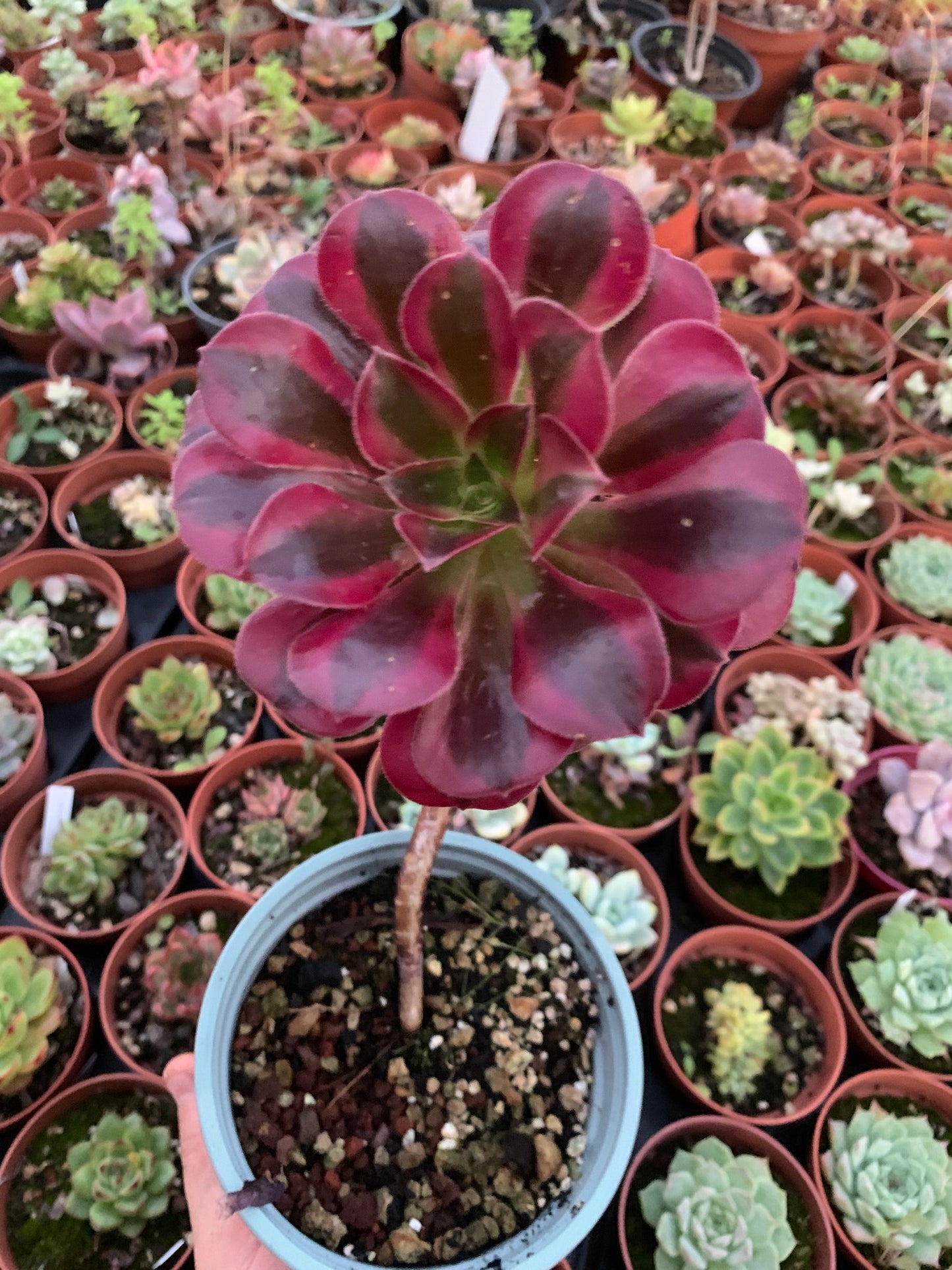 Aeonium "Medusa" Cluster Variegado