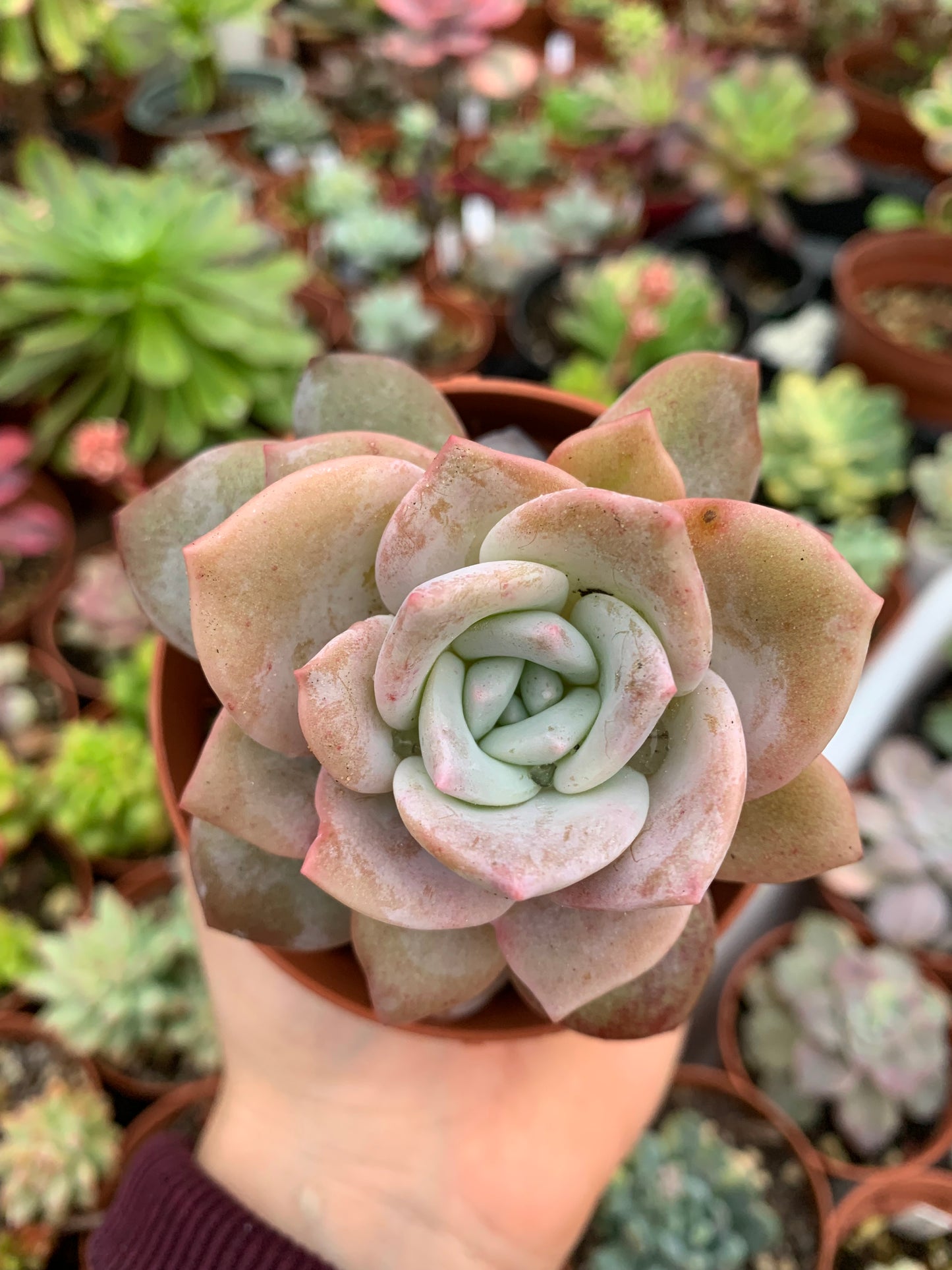 Aeonium "sunrise" cluster variegado