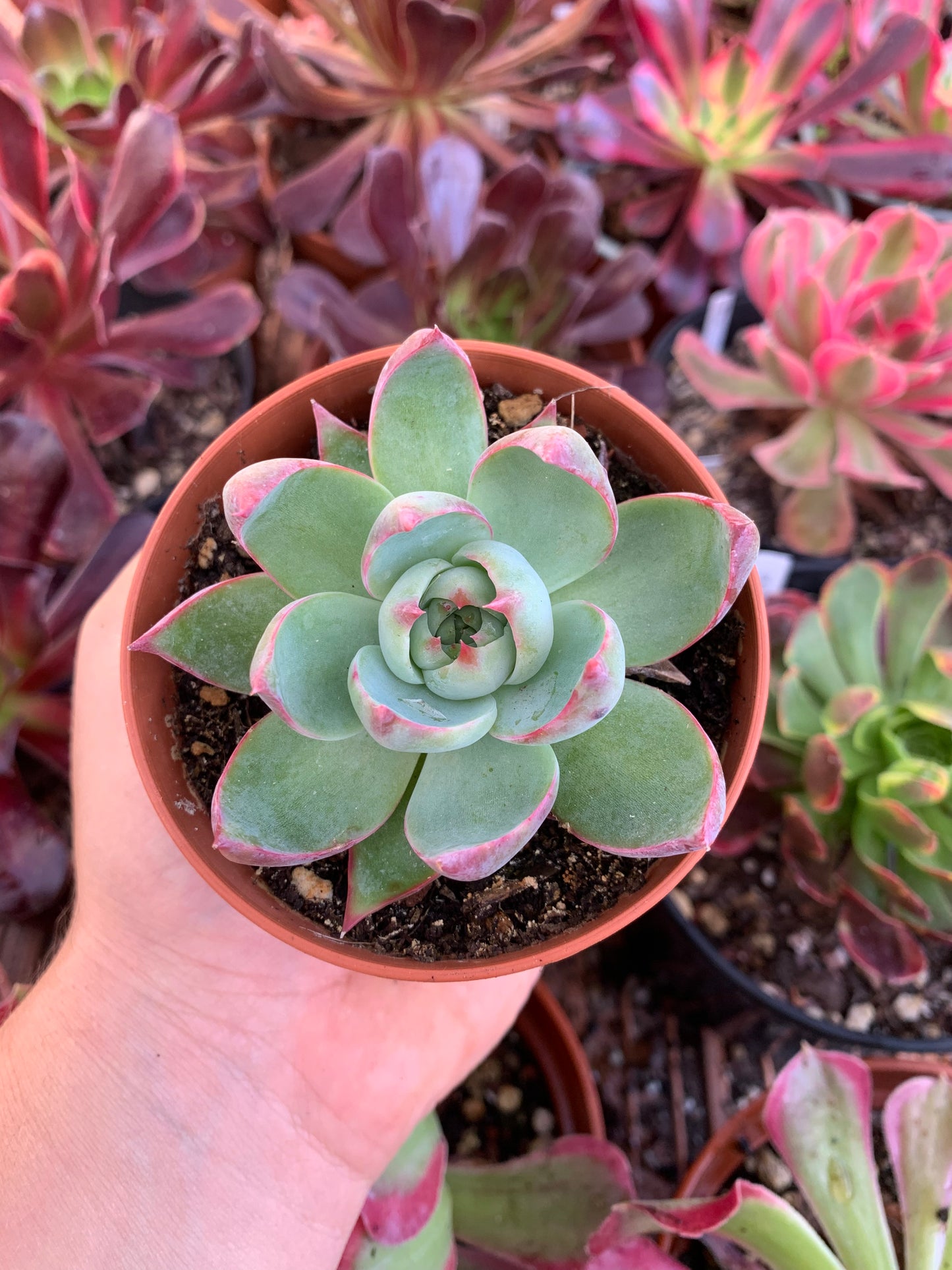 Echeveria "jing hong"