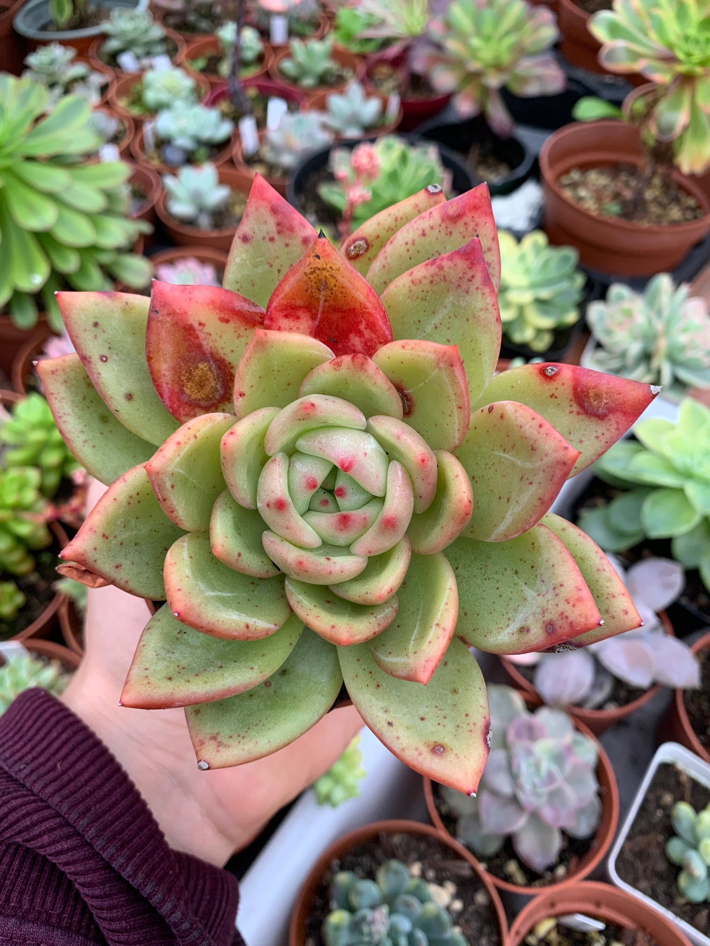Echeveria "Weißer Champagner" Koreanisch