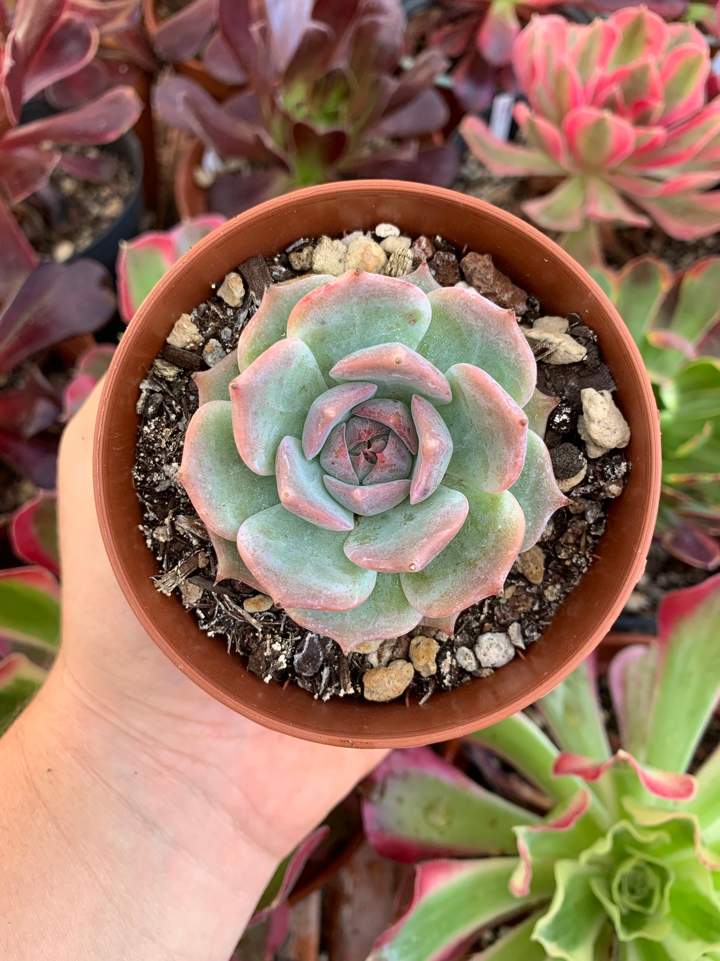 Echeveria "Pikachu"