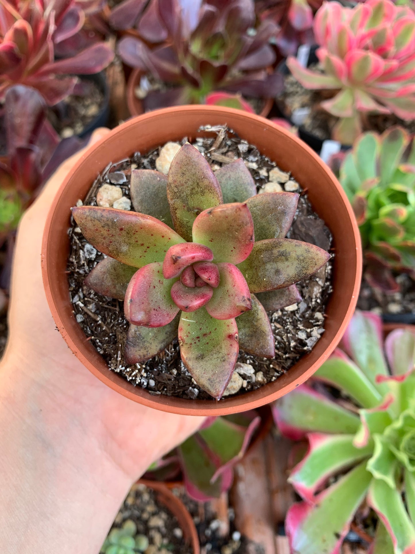 Echeveria "abundant rose"