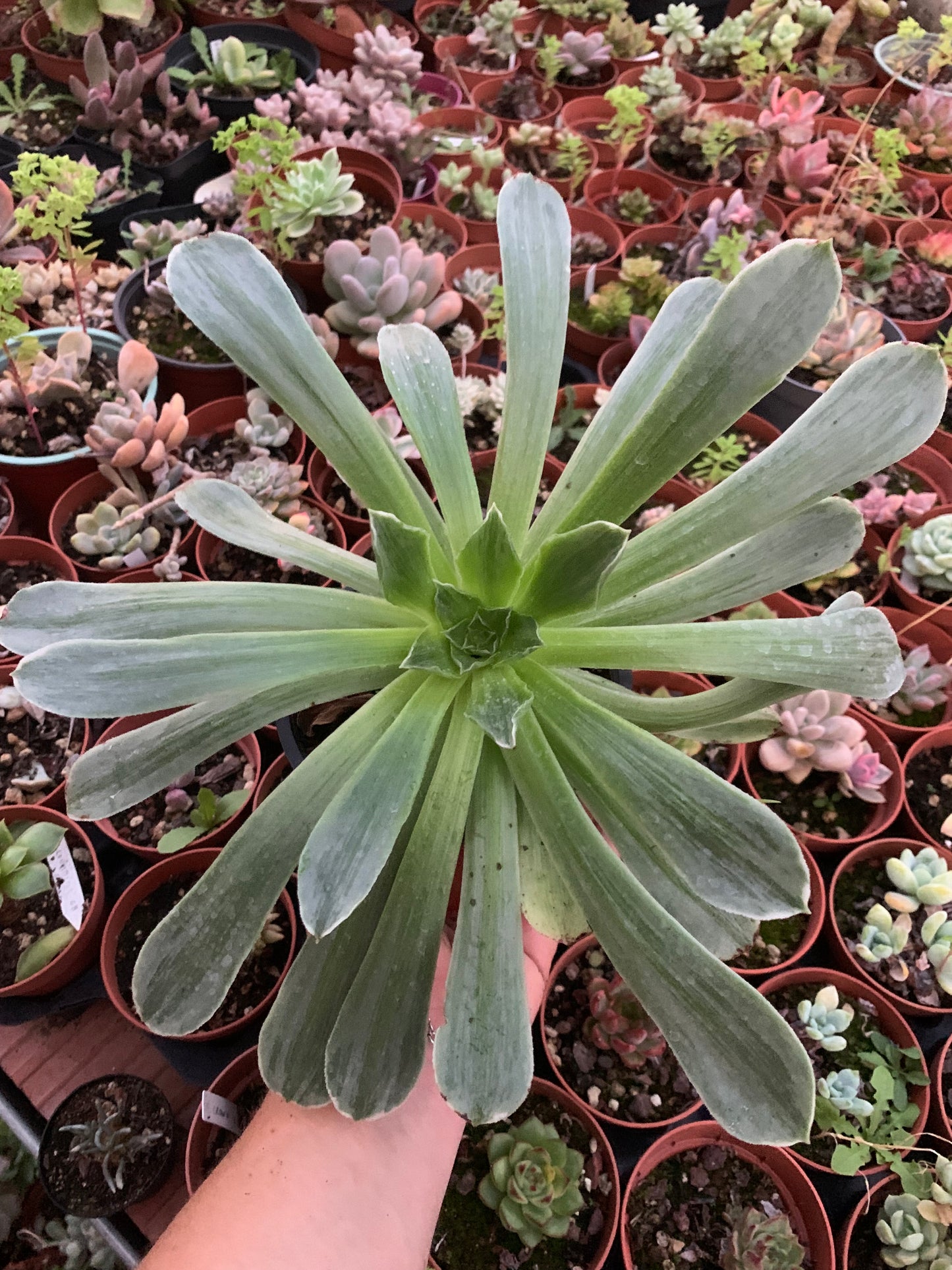 Aeonium "Taeyang" variegado