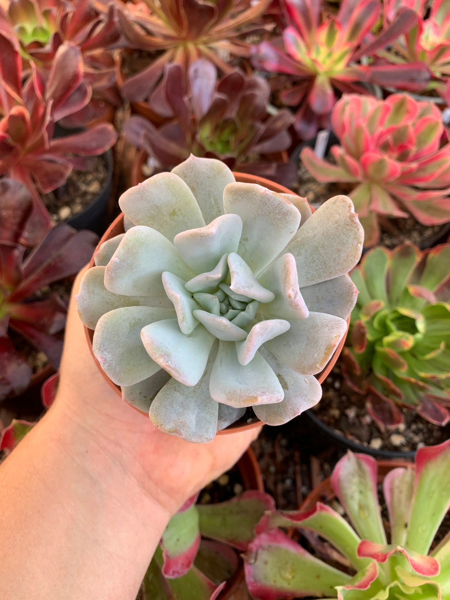 Echeveria "exotic" (E. laui x E. runyonni "topsy turvi") Korean