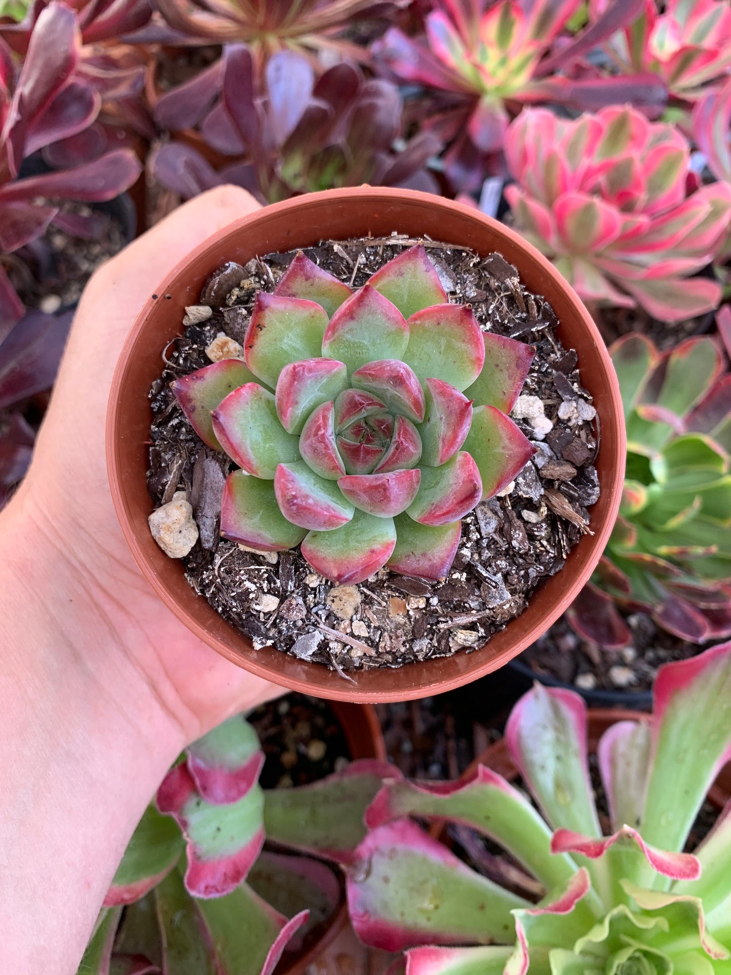Echeveria "charlestone"