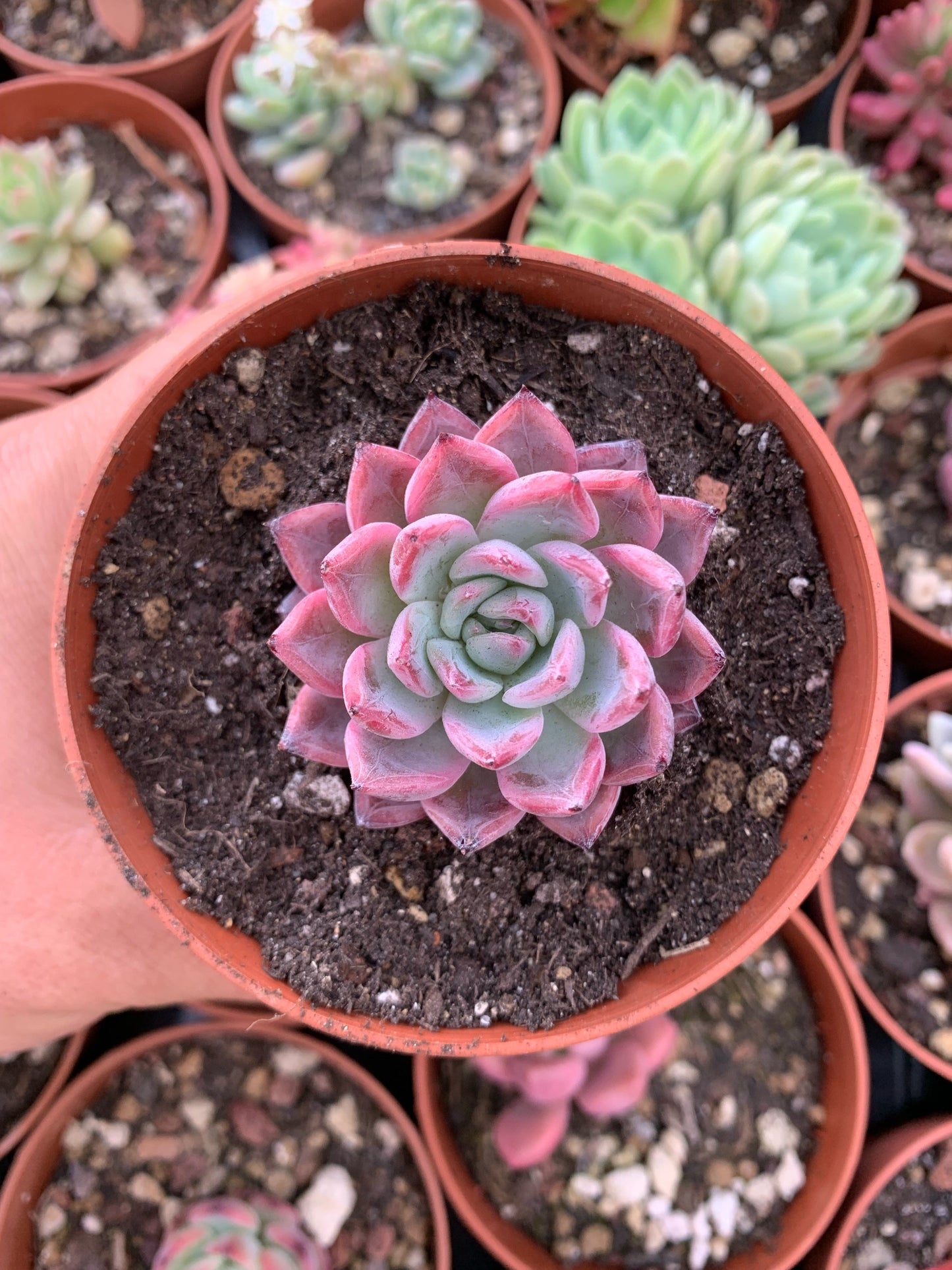 Echeveria "Black Swan" (E. cuspidata var. zaragozae x E. tolimanensis) Korean