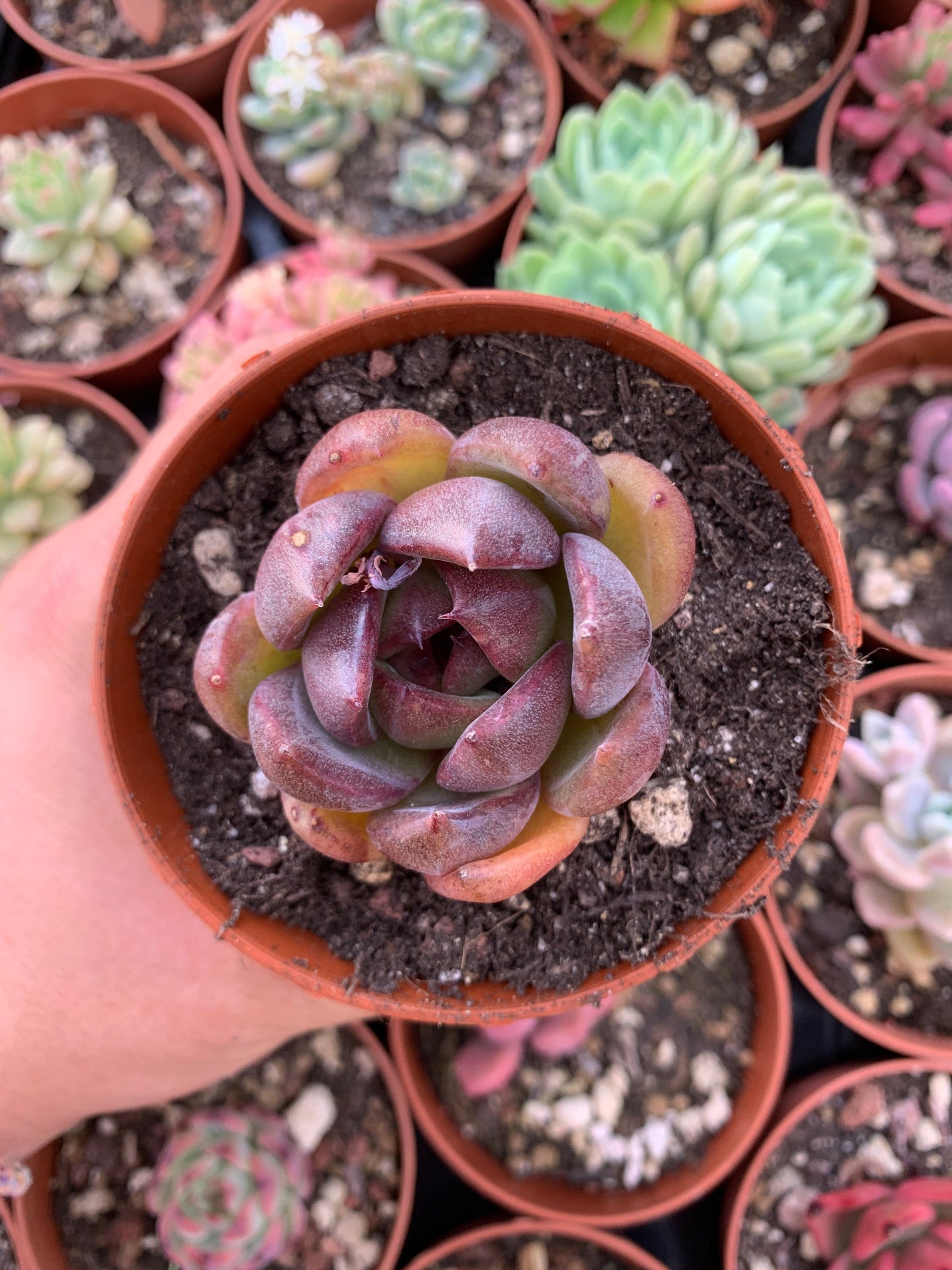 Echeveria "La Vie en Rose" Korean