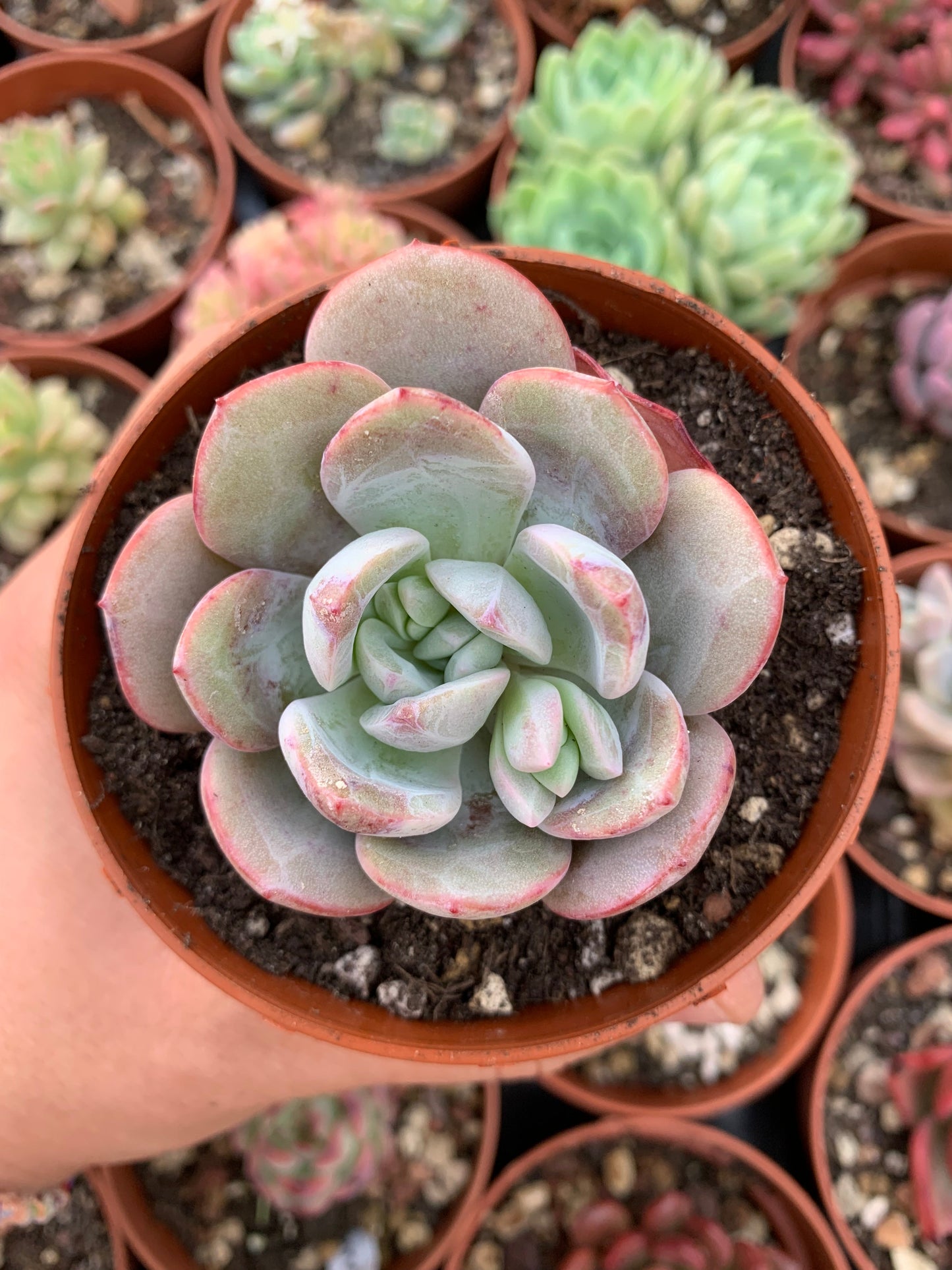 Echeveria "Soul Mint" (E. laui x E. lau026) Korean by Air Magic