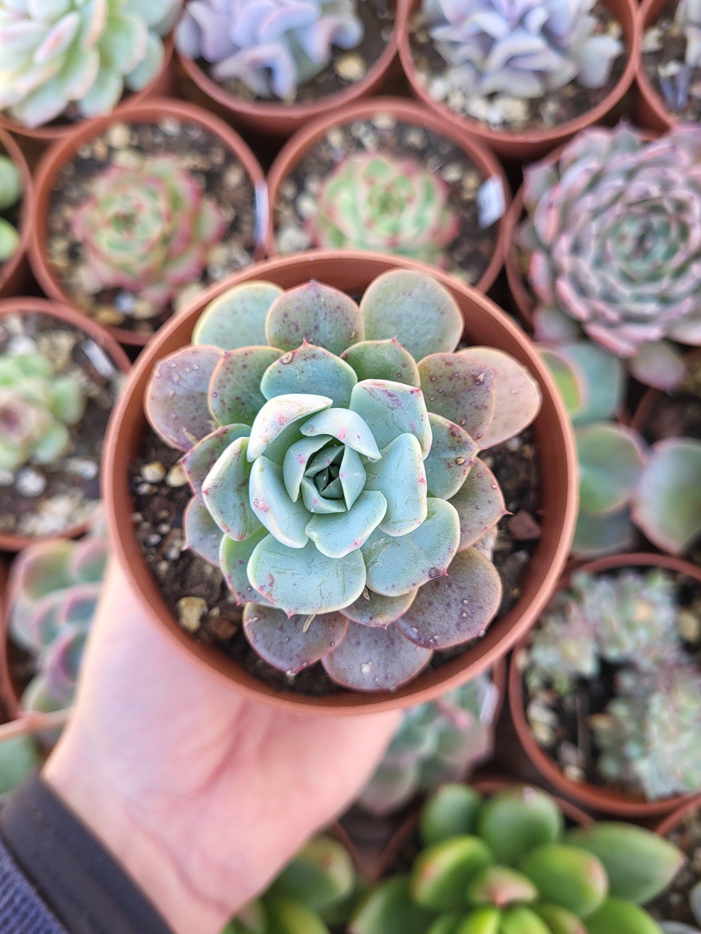 Echeveria "Kaltose" Korean - Succulovers
