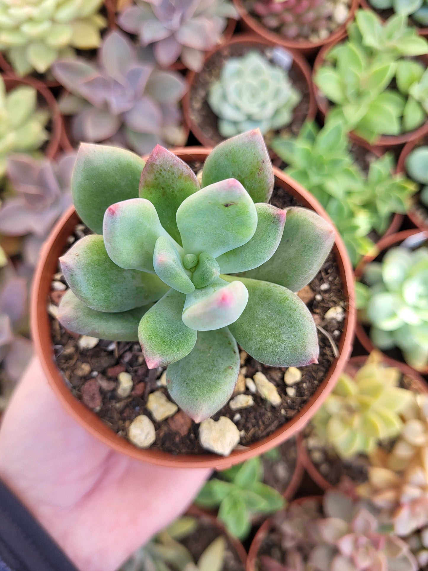 Pachyveria "Dr Cornelius" Korean - Succulovers