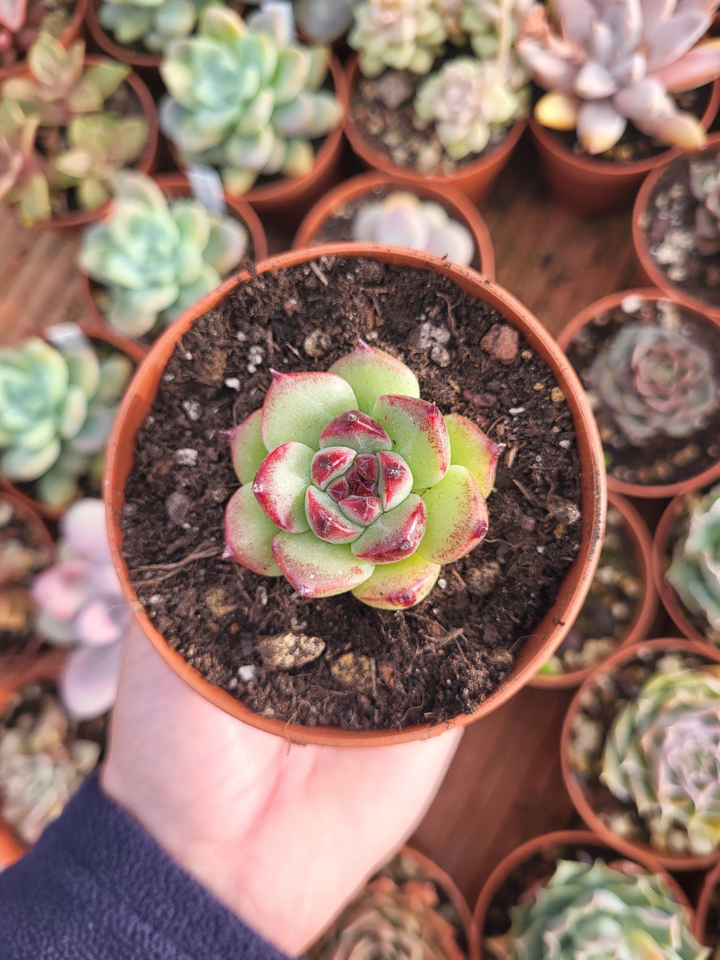 Echeveria "Exitazo" Korean by Chang Won farm - Succulovers