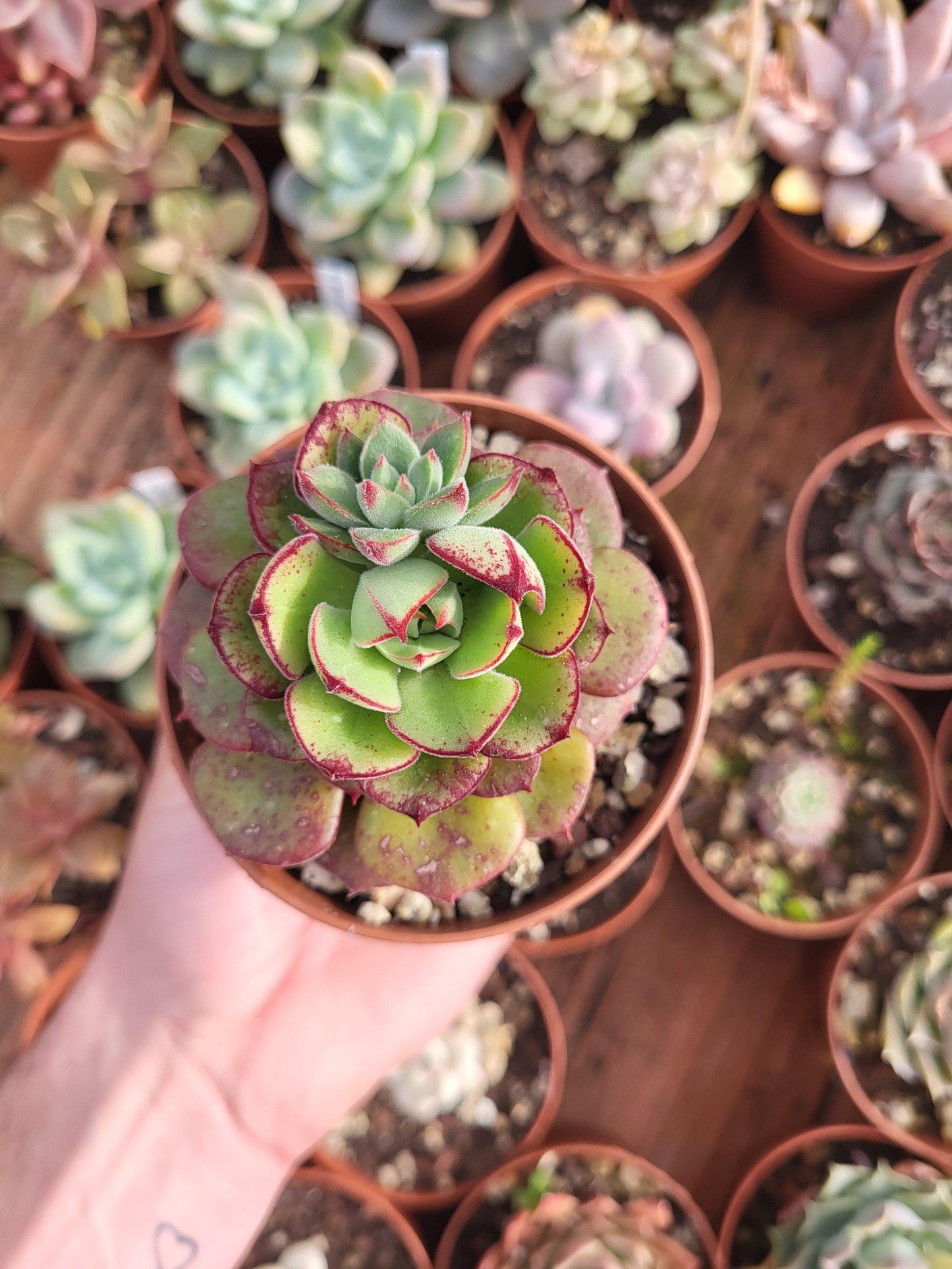 Echeveria "Joan Daniel" (E. setosa var. ciliata x E. nodulosa) - Succulovers