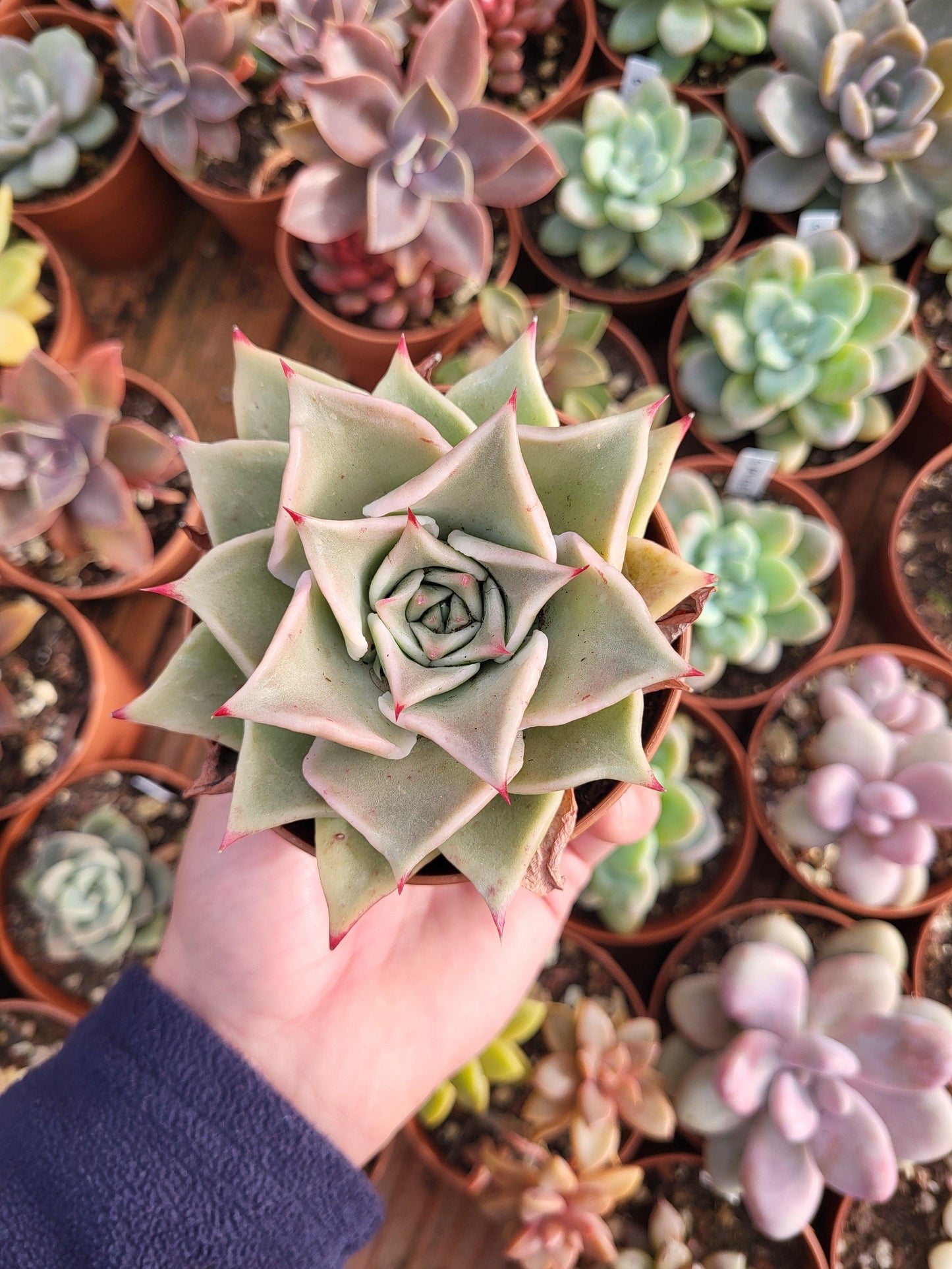 Echeveria "Madiba" by cactus Serrano - Succulovers