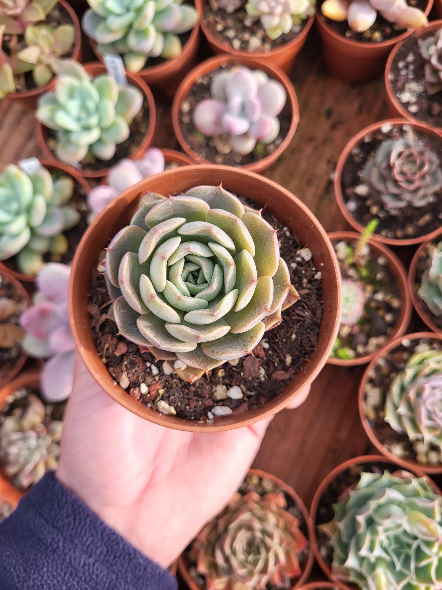 Echeveria "Maroon Hill" Korean - Succulovers