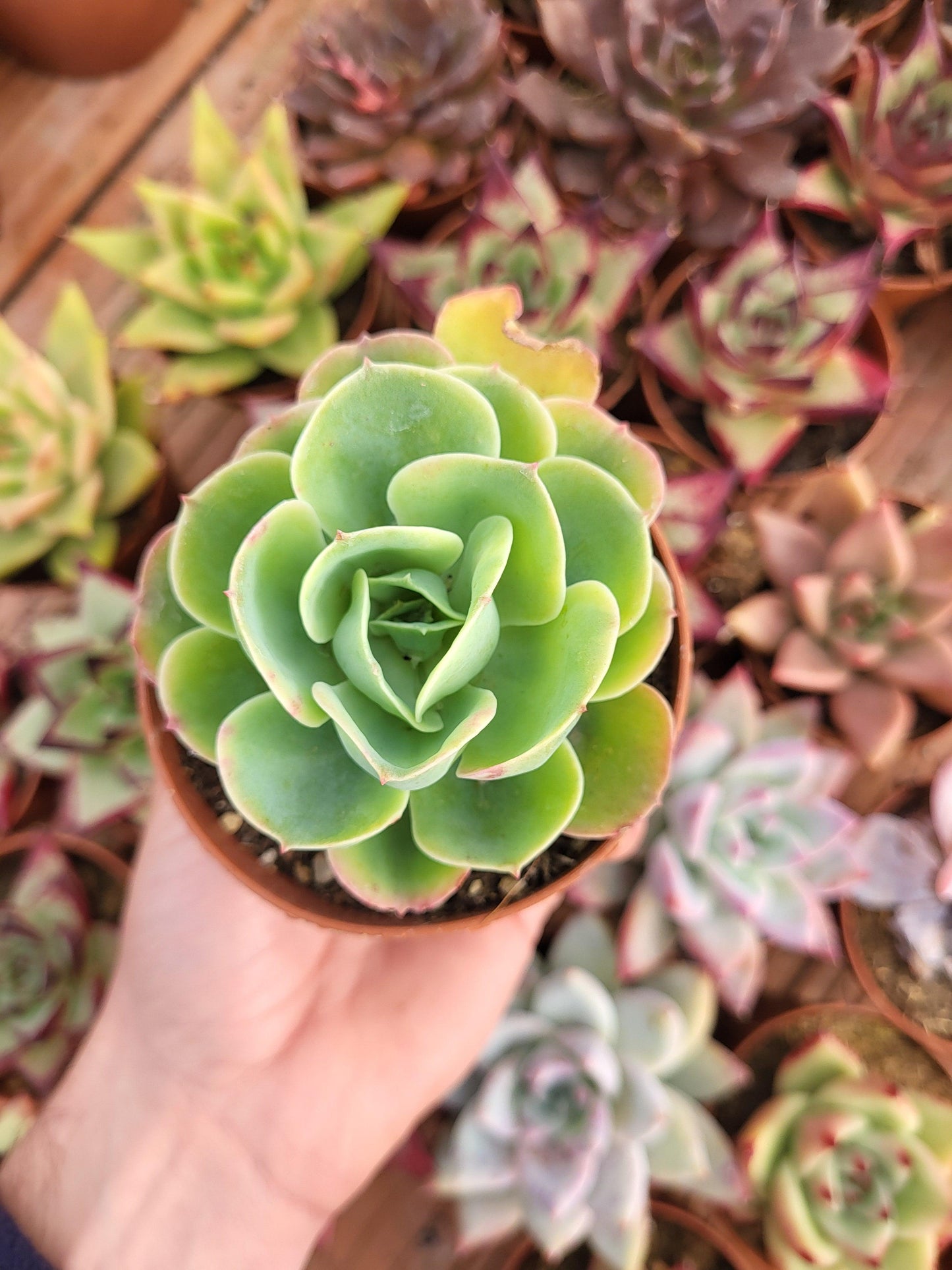 Echeveria "Pink Ace" variegada Korean - Succulovers