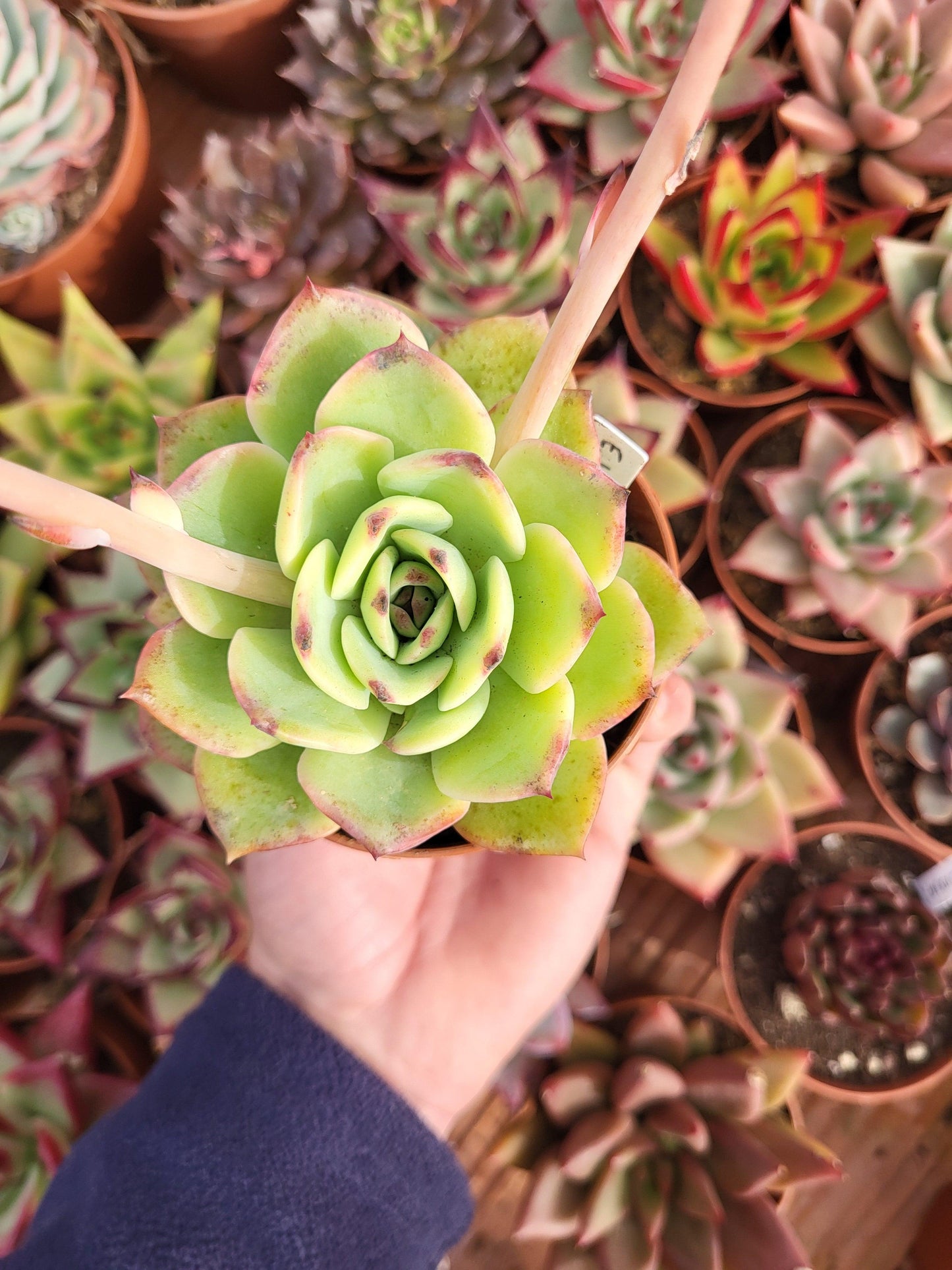 Echeveria "Wine Heart" Korean - Succulovers