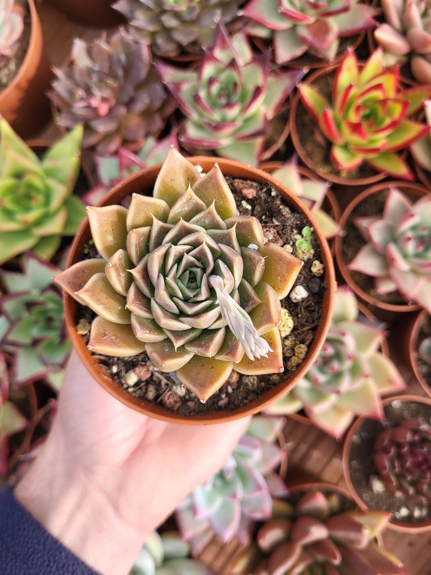 Echeveria hyalina x E. tobarensis - Succulovers