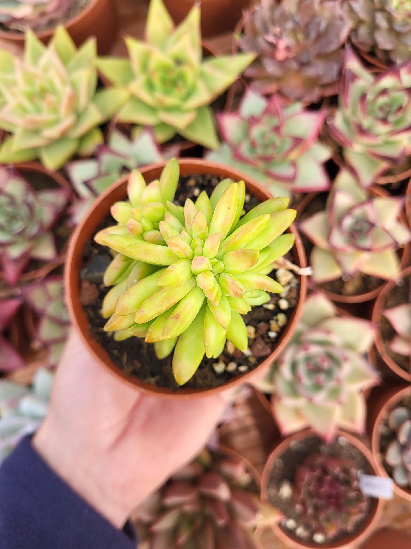 Sedum adolphii crestado - Succulovers