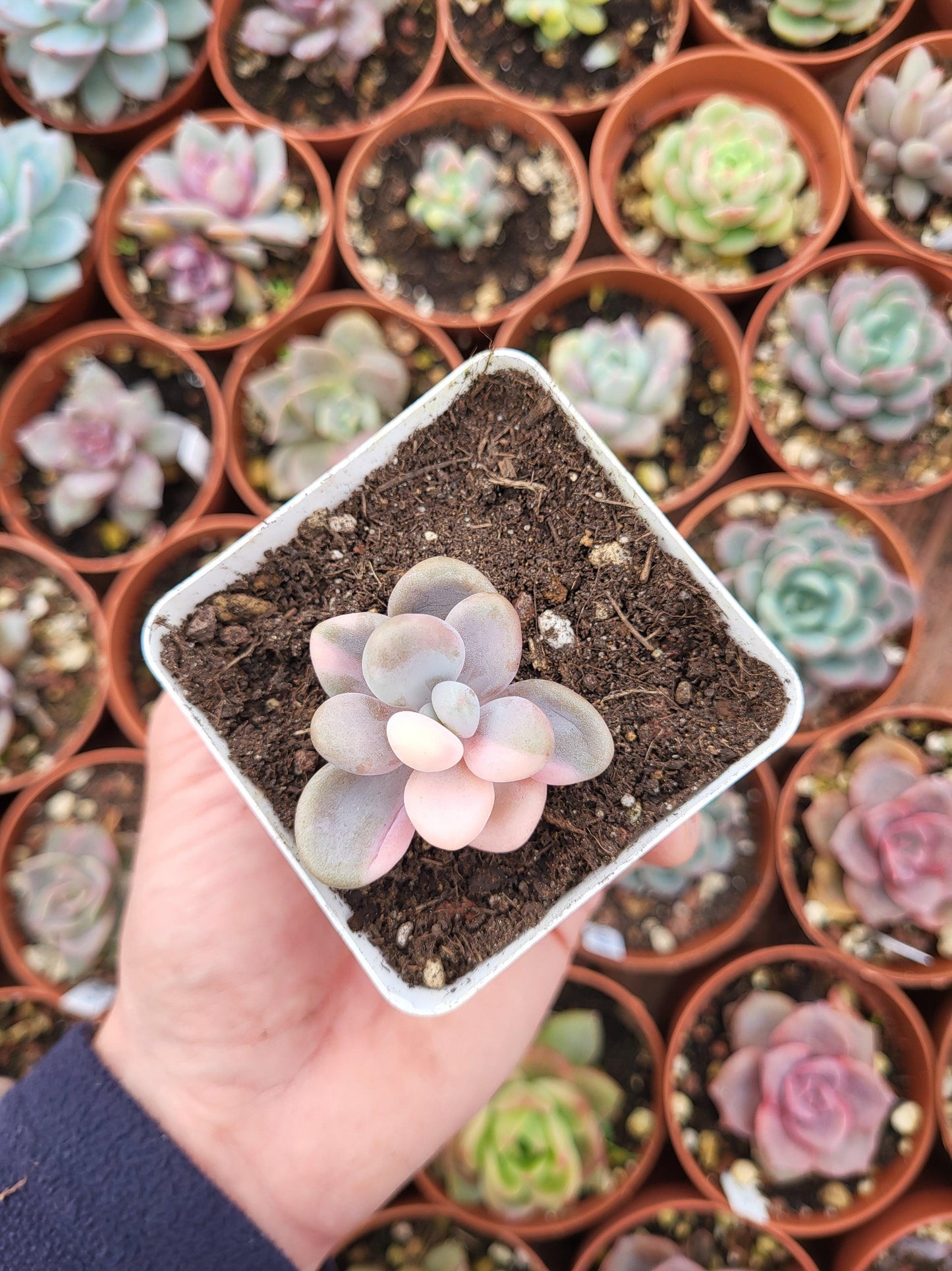 Graptopetalum amethystinum variegata - Succulovers