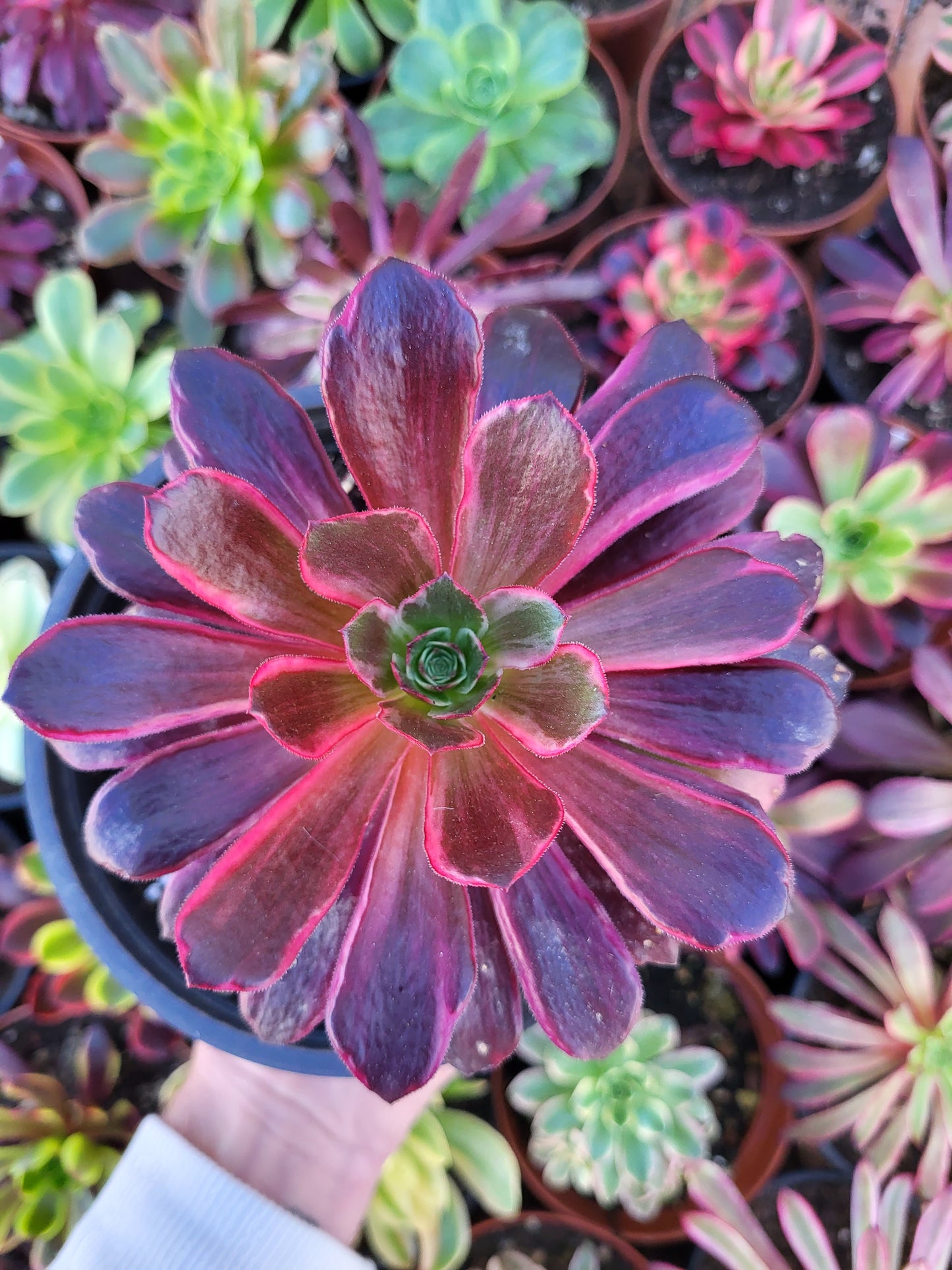 Aeonium "Canary" cutting variegado