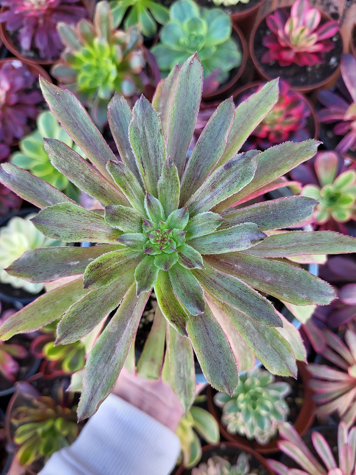 Aeonium "Moqi" variegado Cutting