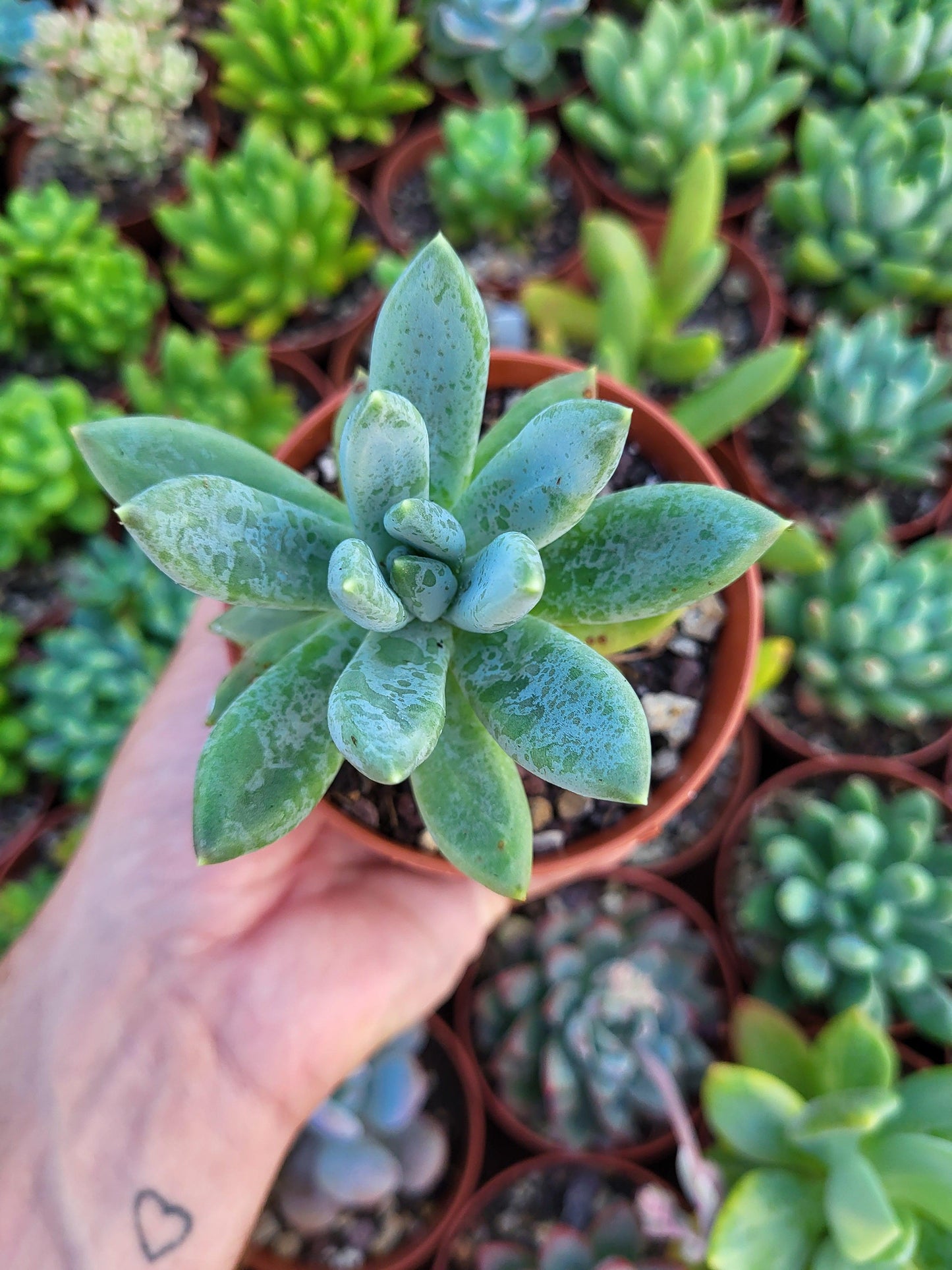 Pachyveria "Bea" - Succulovers