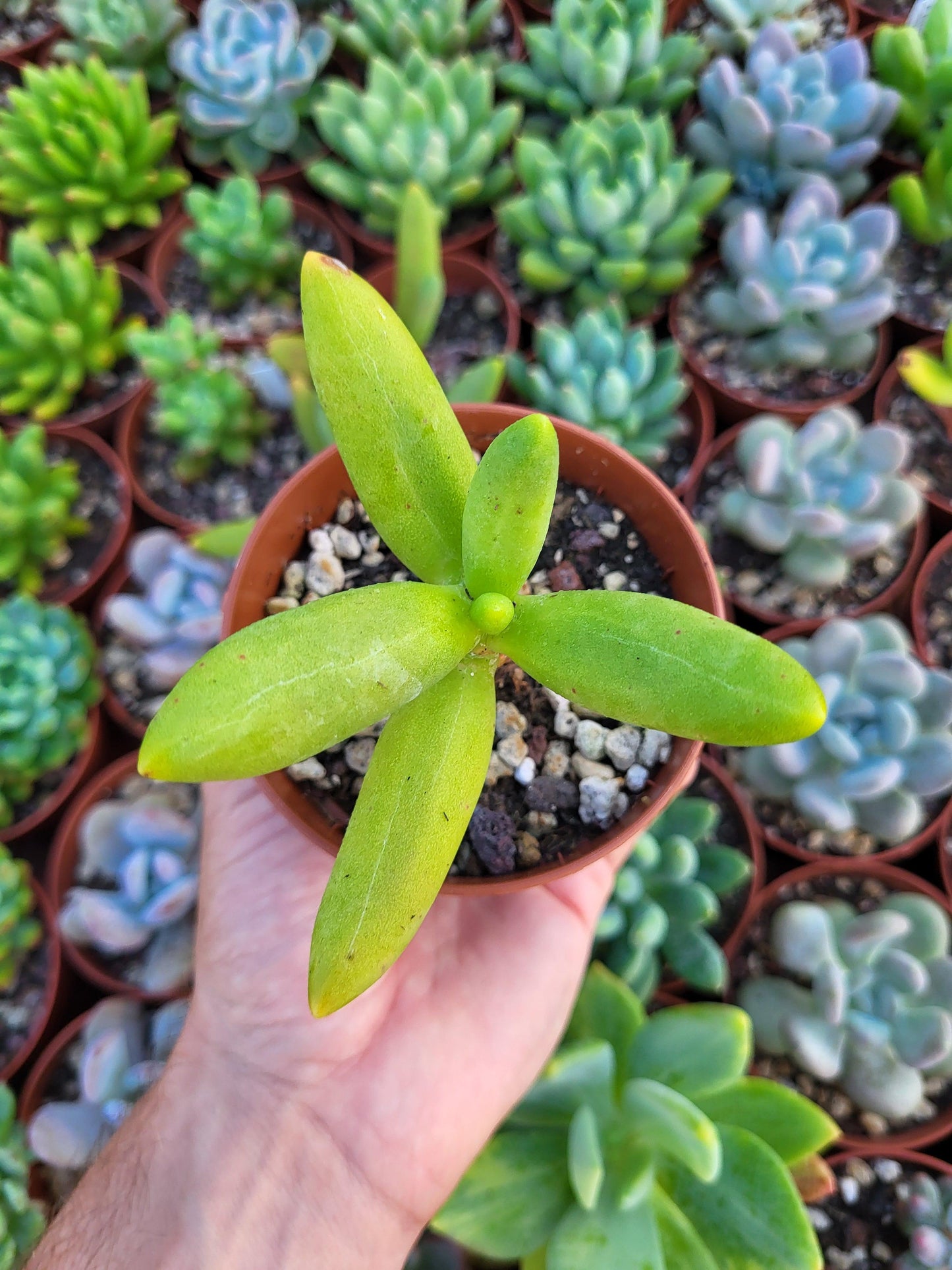Pachyveria "Gourmin" - Succulovers