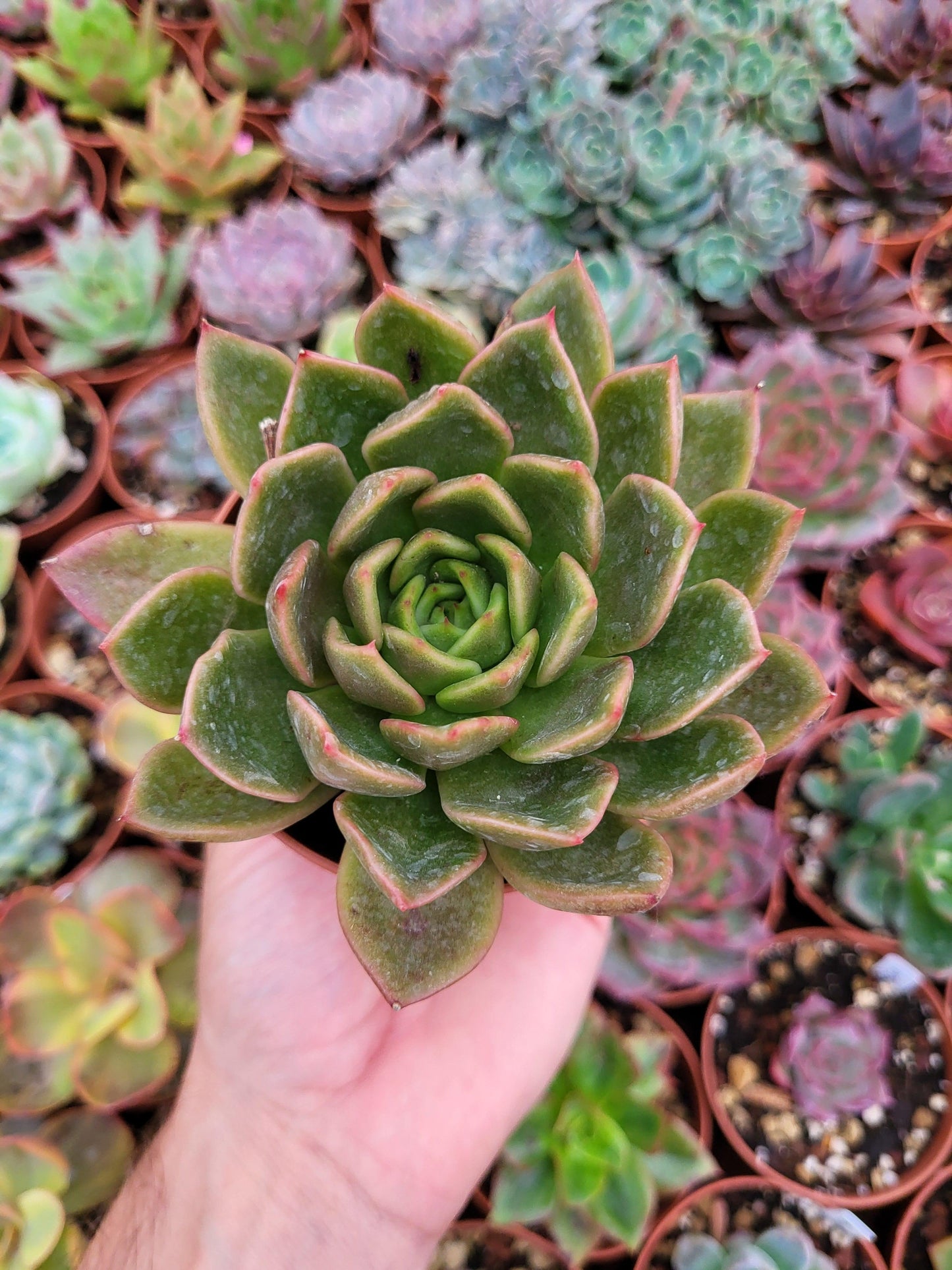 Echeveria "Mira" - Succulovers