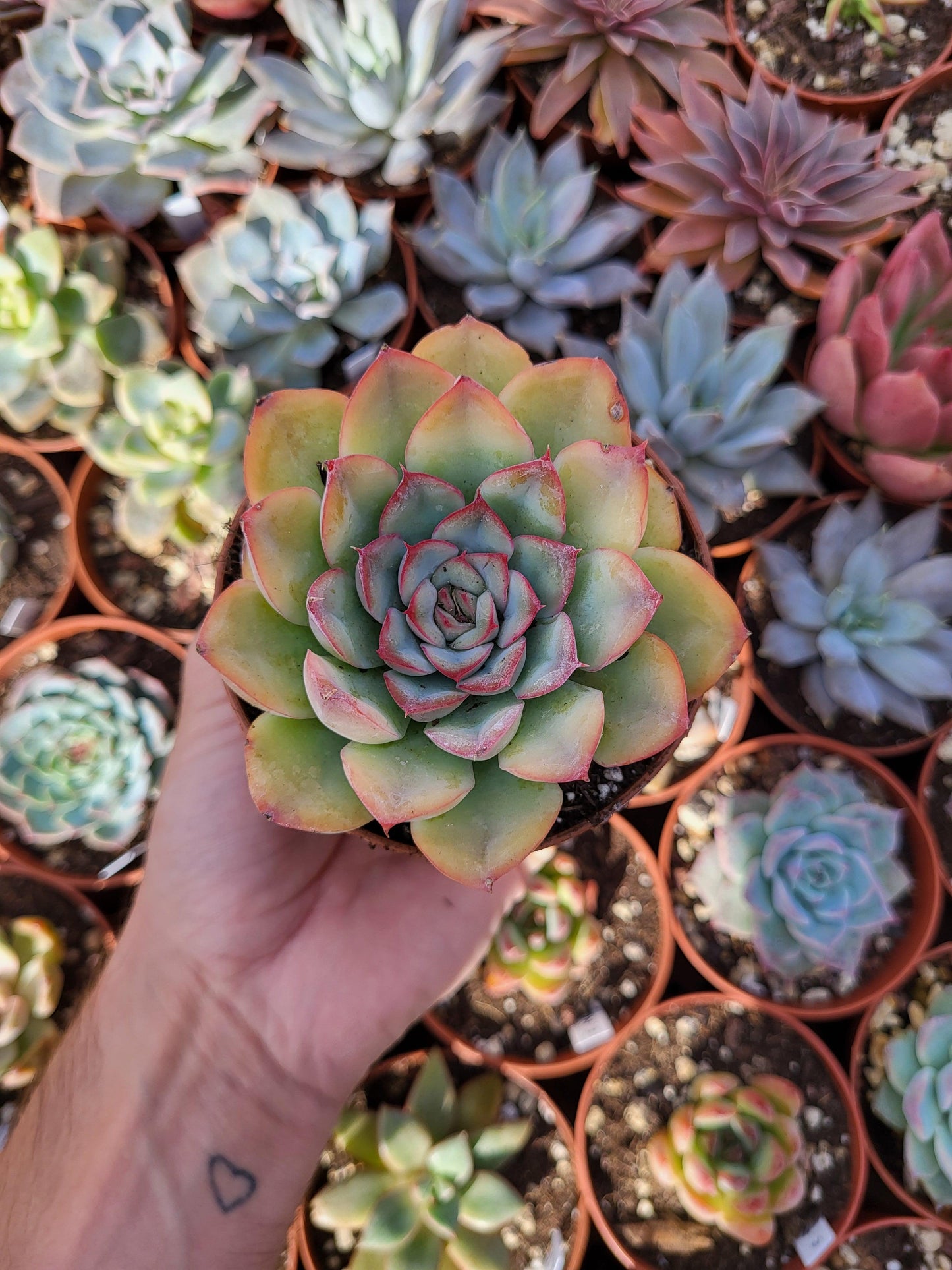 Echeveria "Hercules" - Succulovers