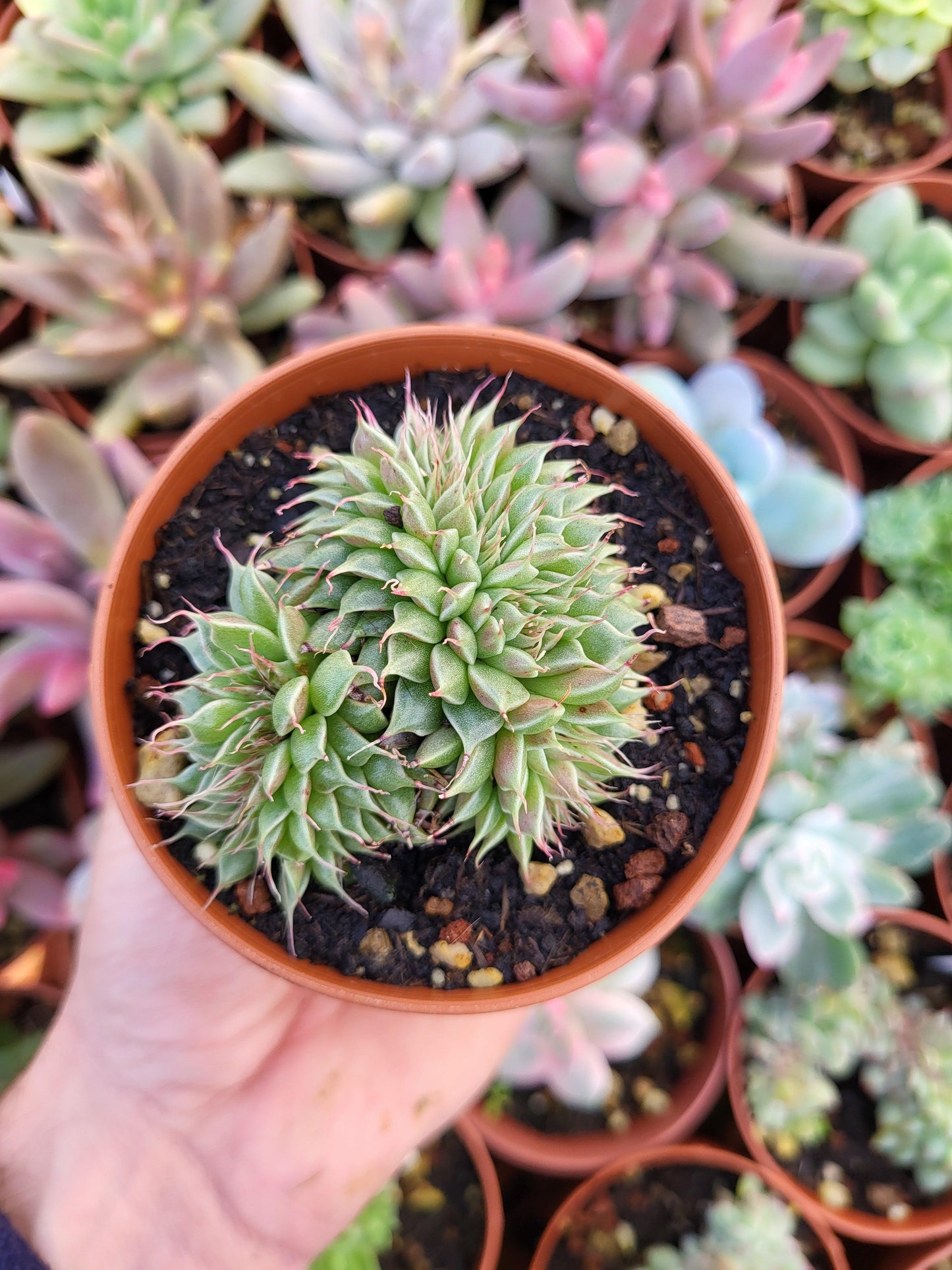 Graptoveria "Silver Star" crestada - Succulovers