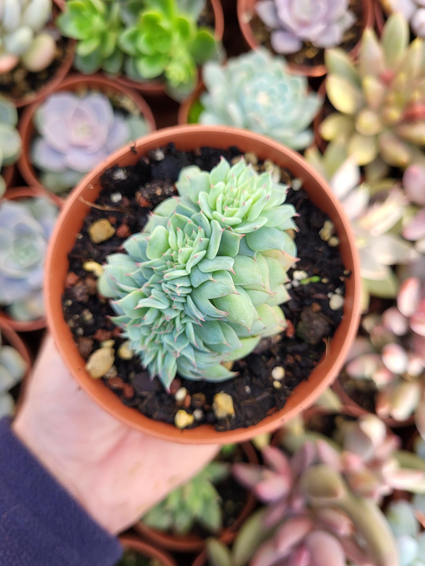 Echeveria secunda crestada - Succulovers