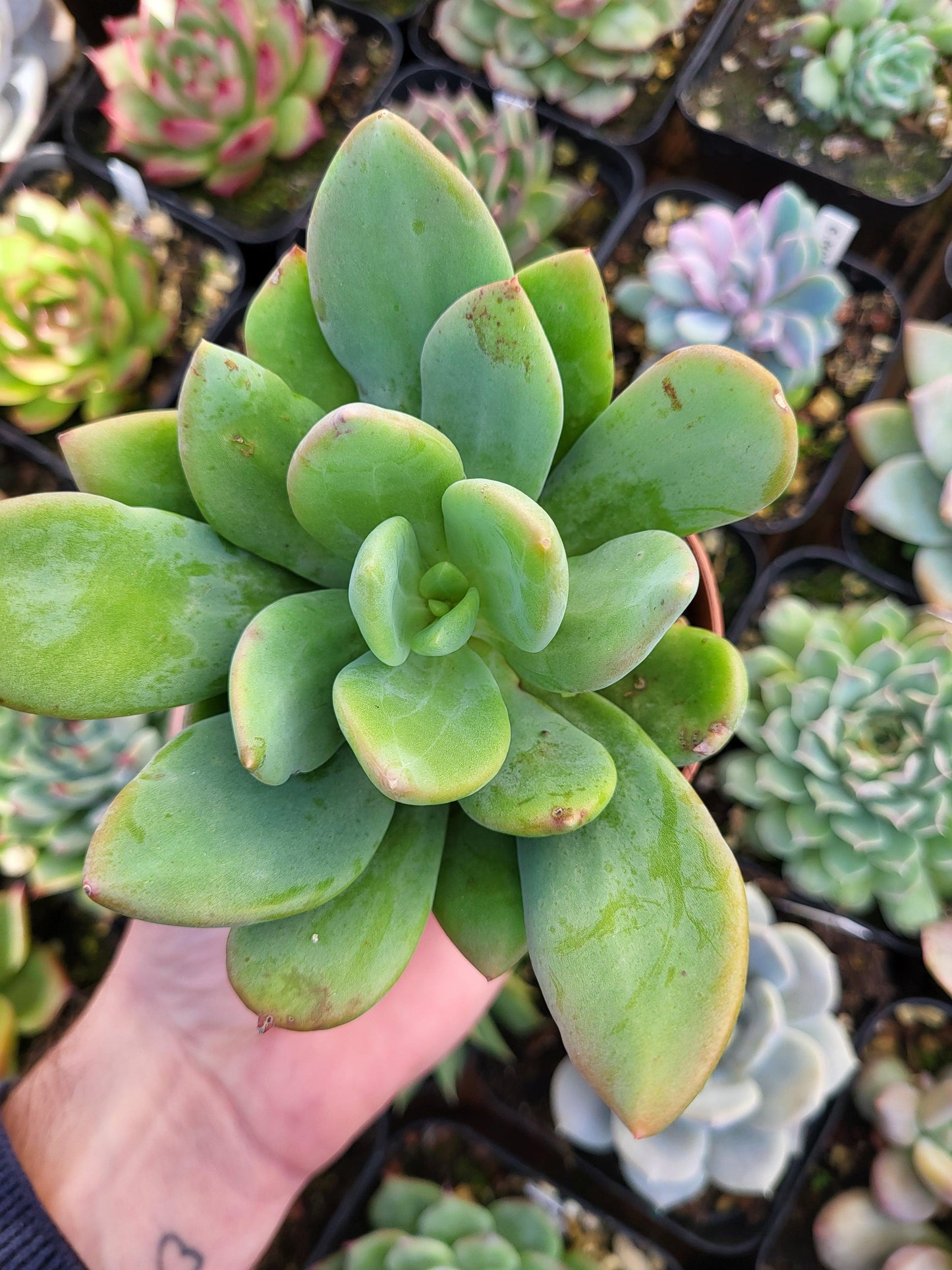Pachyveria "Cypress" Korean - Succulovers
