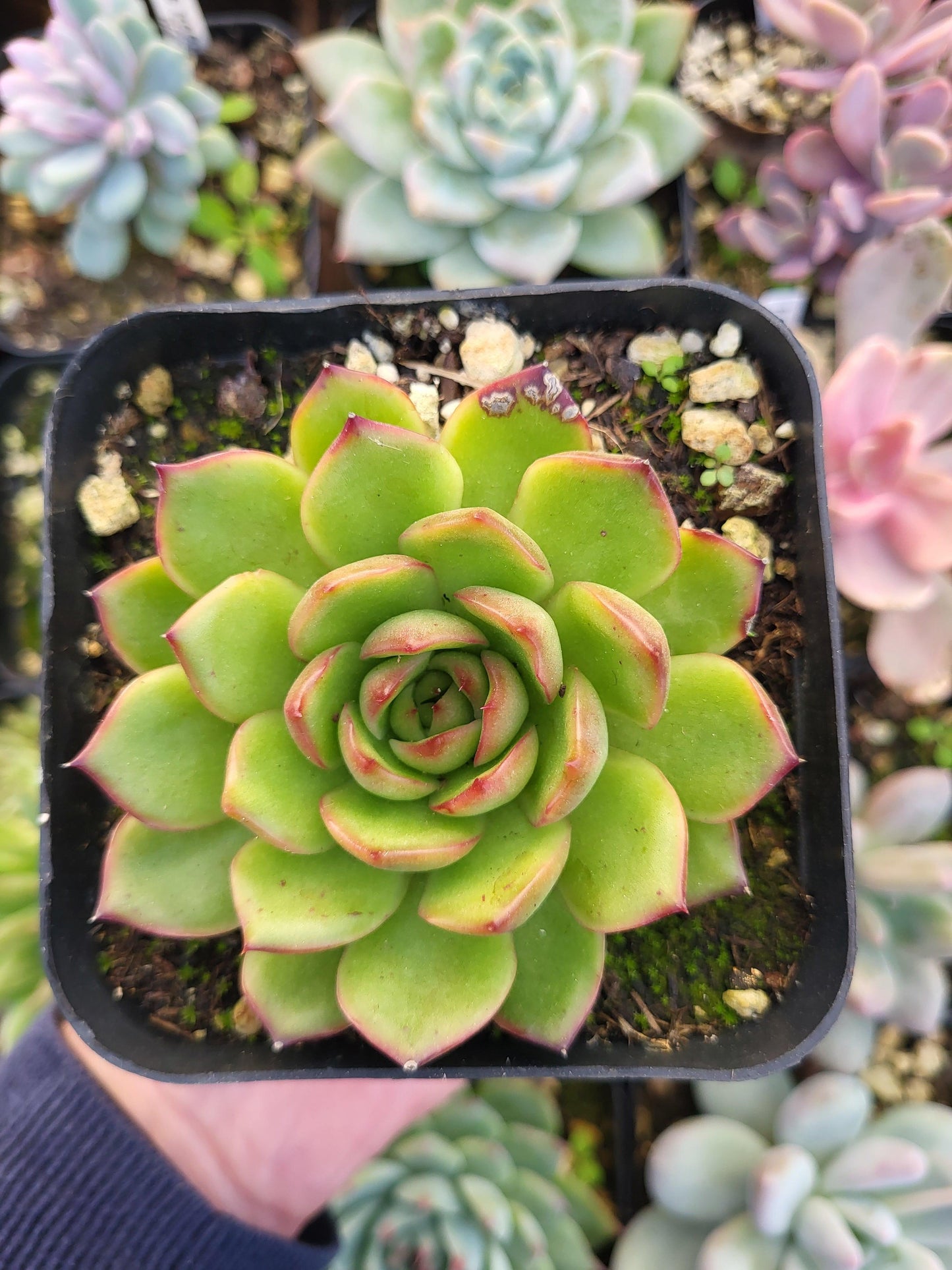 Echeveria "Puli-lindsayana" XXL - Succulovers