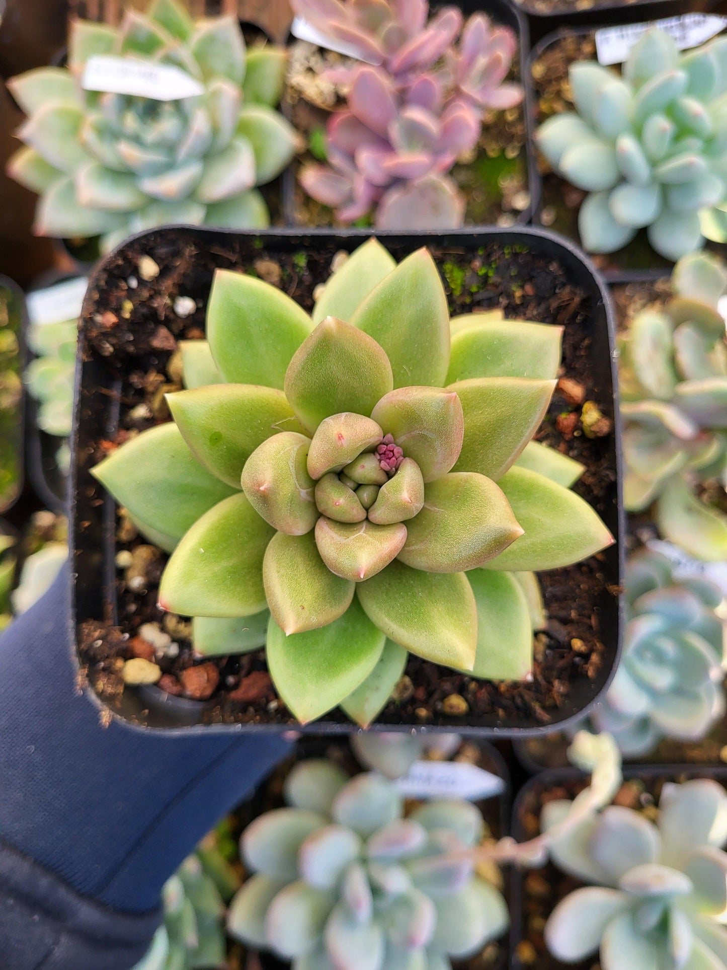 Pachyveria "Tivoli" Korean XXL - Succulovers