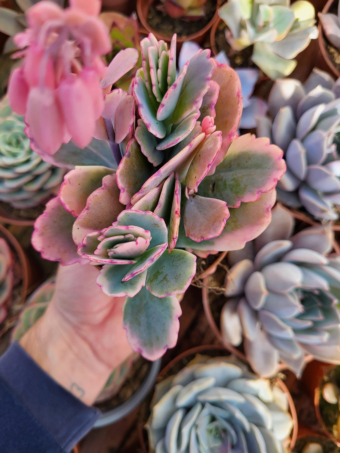 Kalanchoe fedtschenkoi variegado - Succulovers
