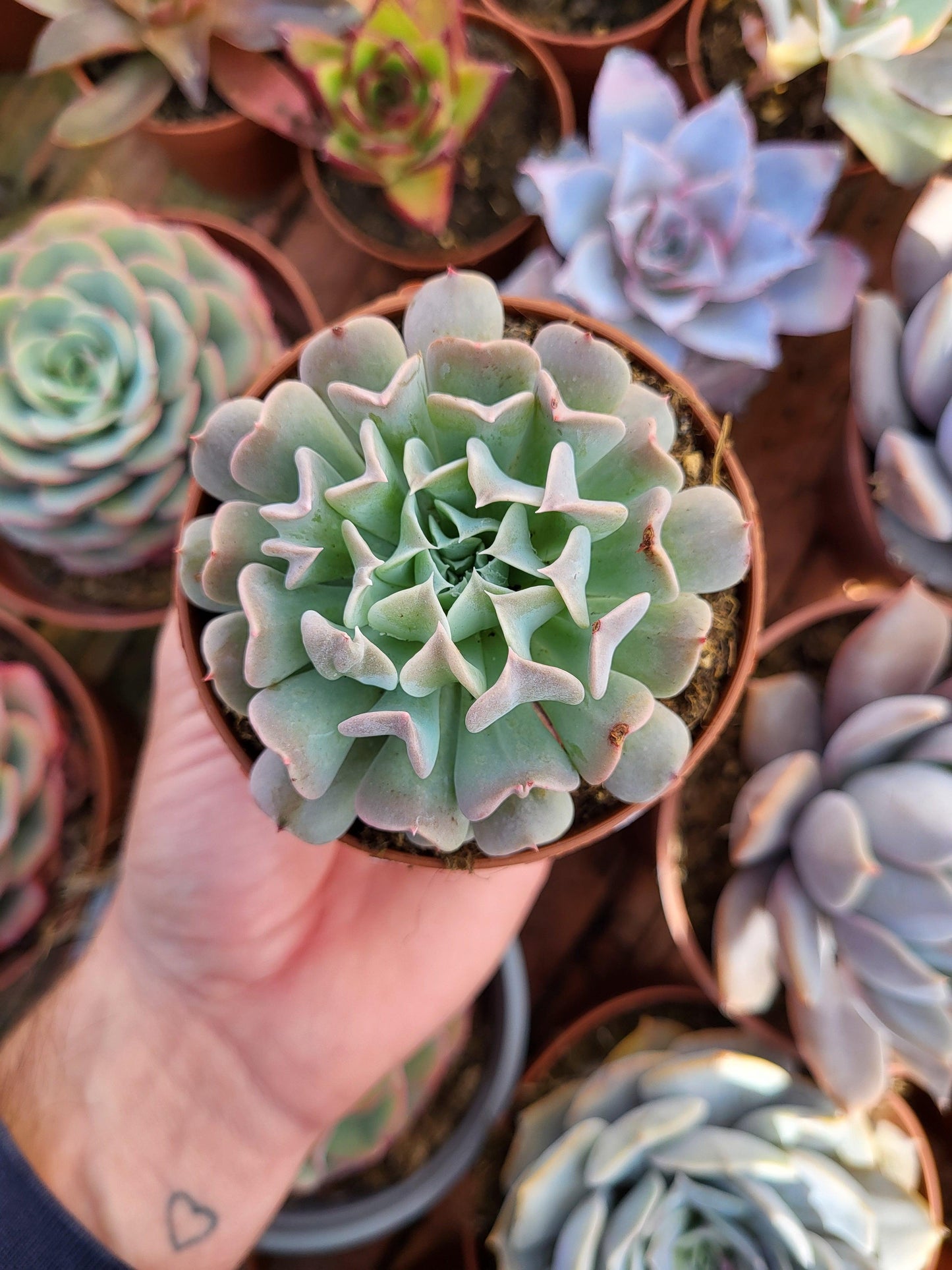 Echeveria "Pinkwheel Revolution" - Succulovers