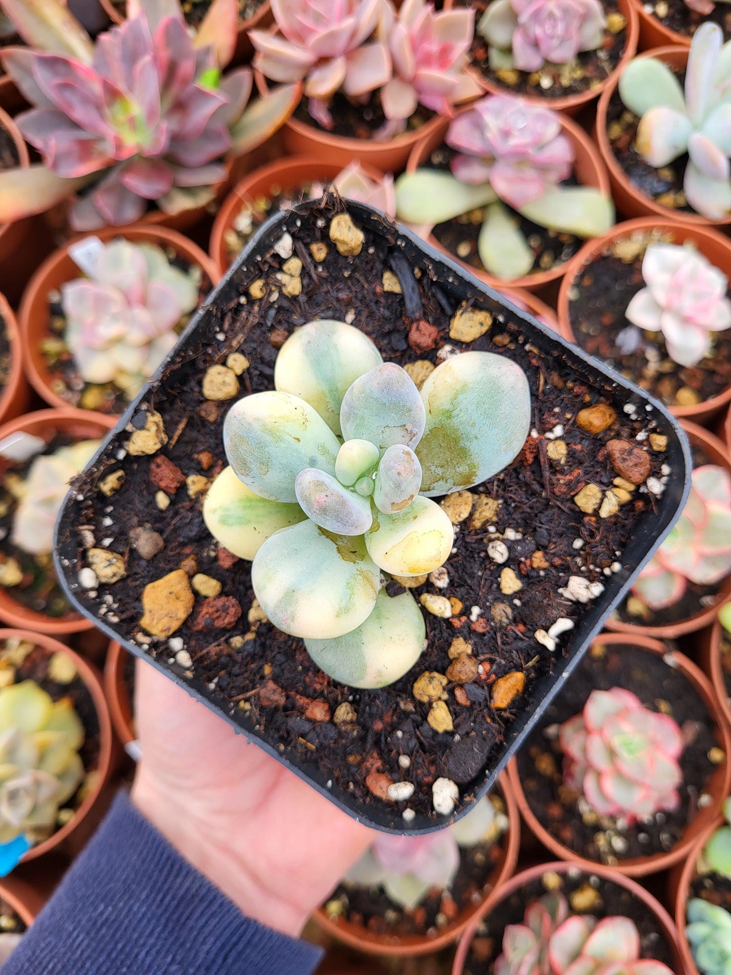 Pachyphytum oviferum variegado - Succulovers