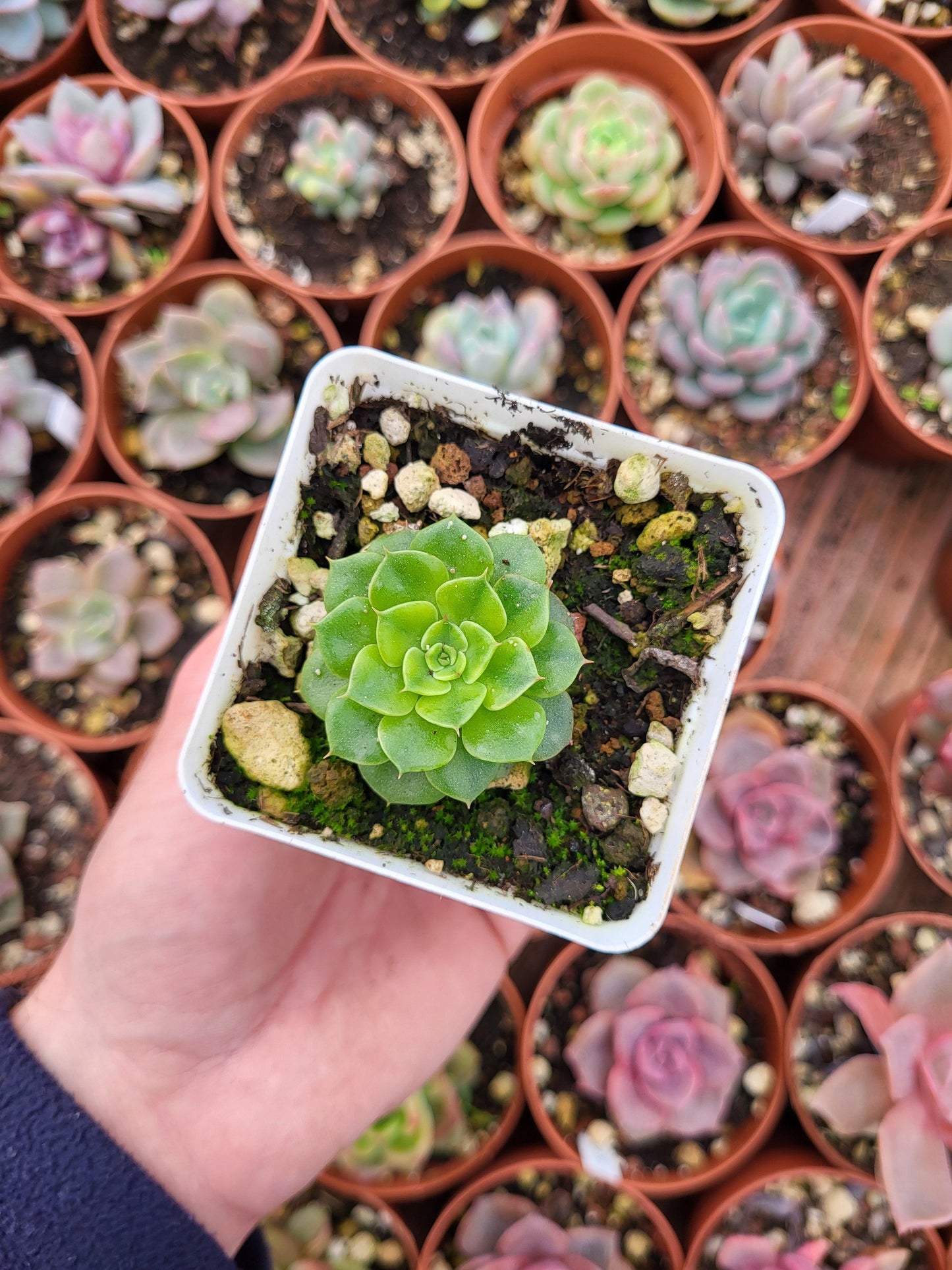 Echeveria "Vivachile" variegada Korean - Succulovers