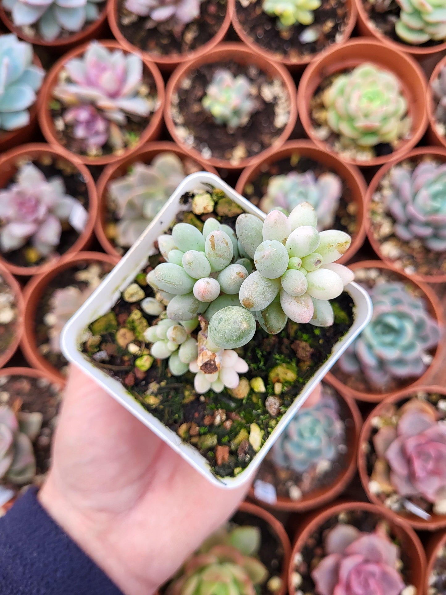Pachyphytum rzedowskii variegado - Succulovers