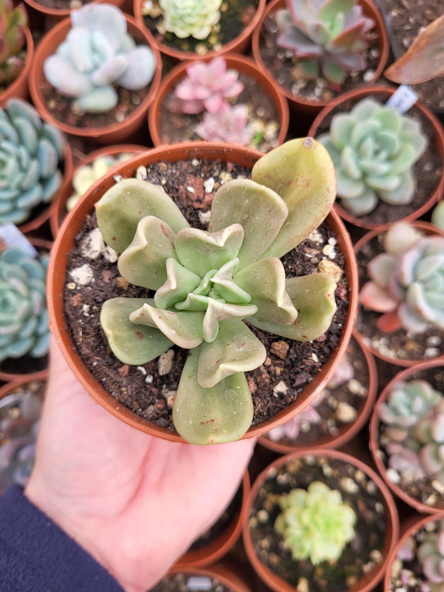 Echeveria humilis x Echeveria runyonii topsy turvy by Christophe Camassel - Succulovers