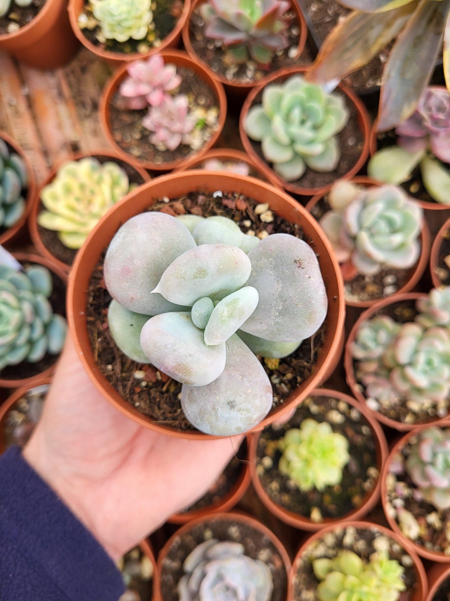 Pachyphytum "Botox" Korean -Pachyphytum oviferum monstruoso - Succulovers