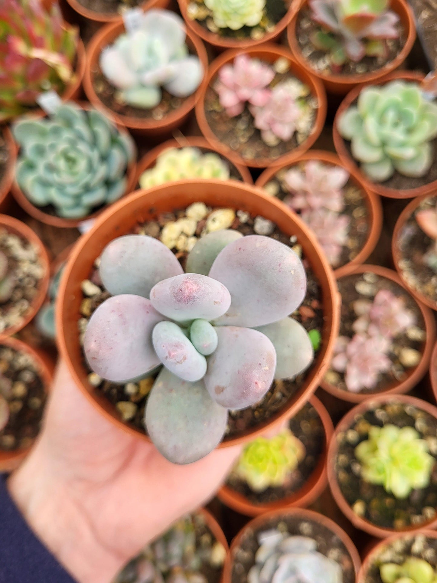 Pachyphytum bracteosum - Succulovers