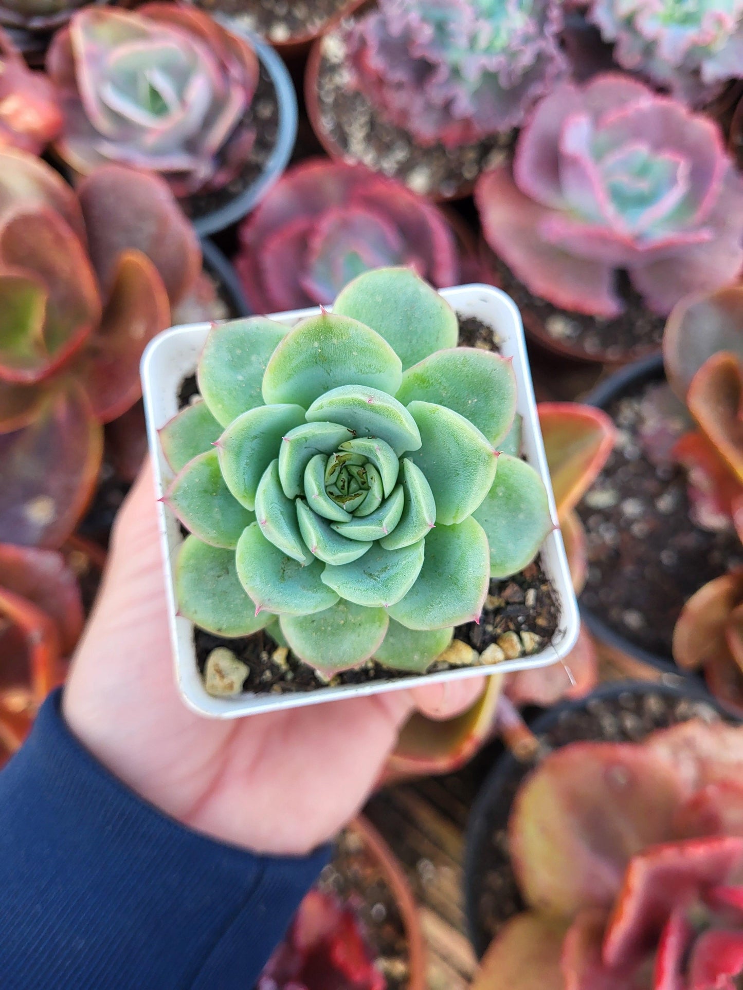 Echeveria "Gilva" x Echeveria pulidonis by Christophe Camassel - Succulovers