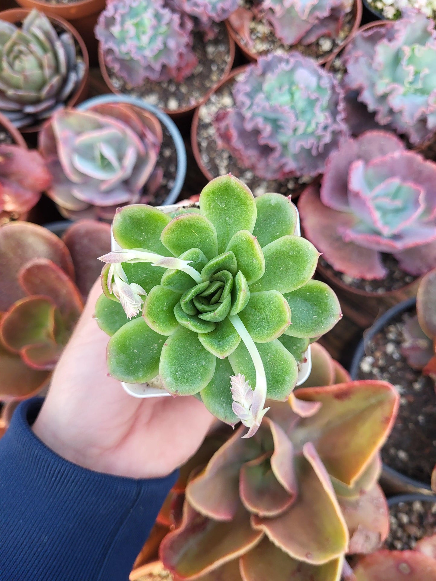 Echeveria "Tresor" by Christophe Camassel - Succulovers