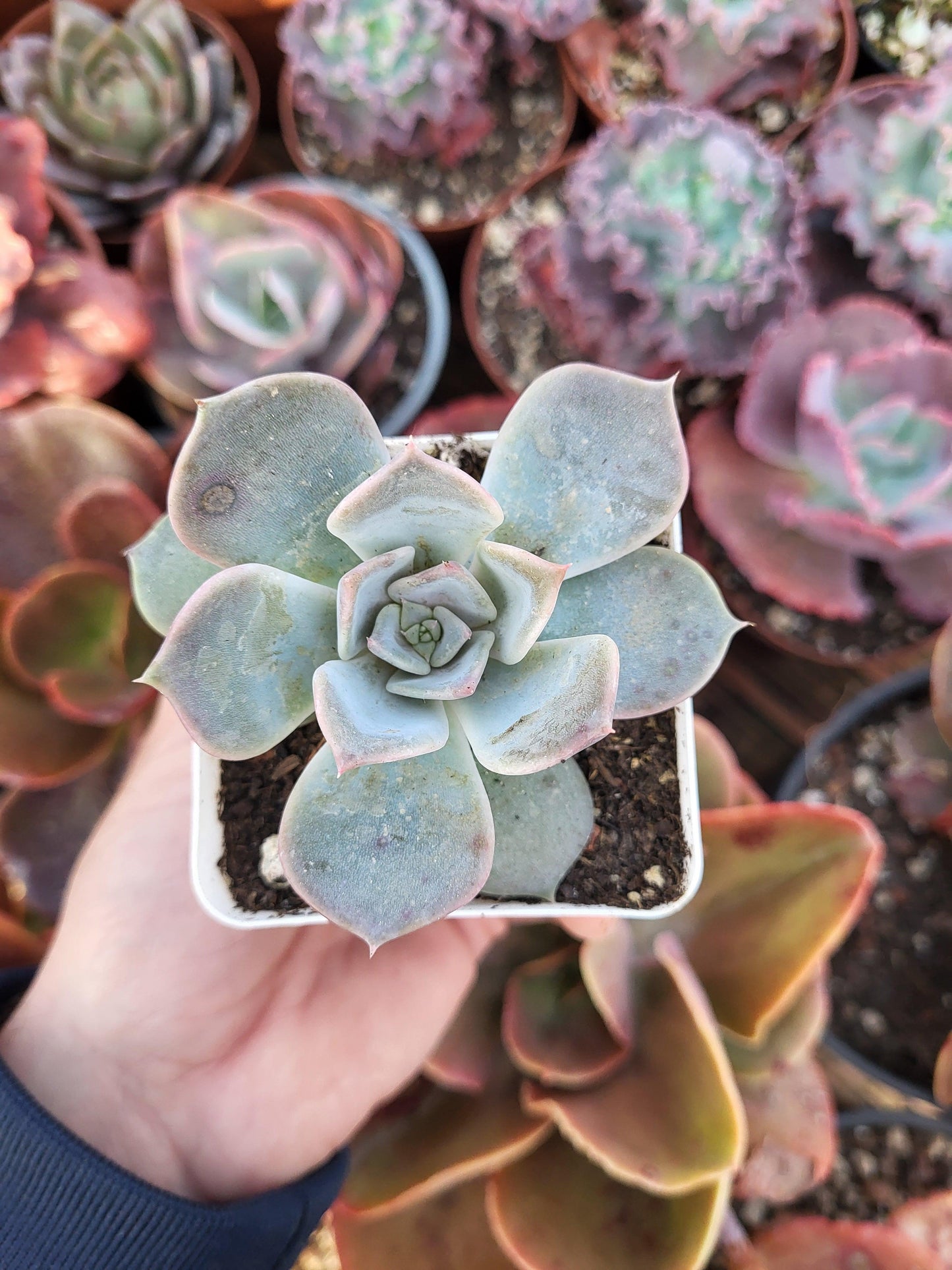 Echeveria "Rêverie" by Christophe Camassel - Succulovers